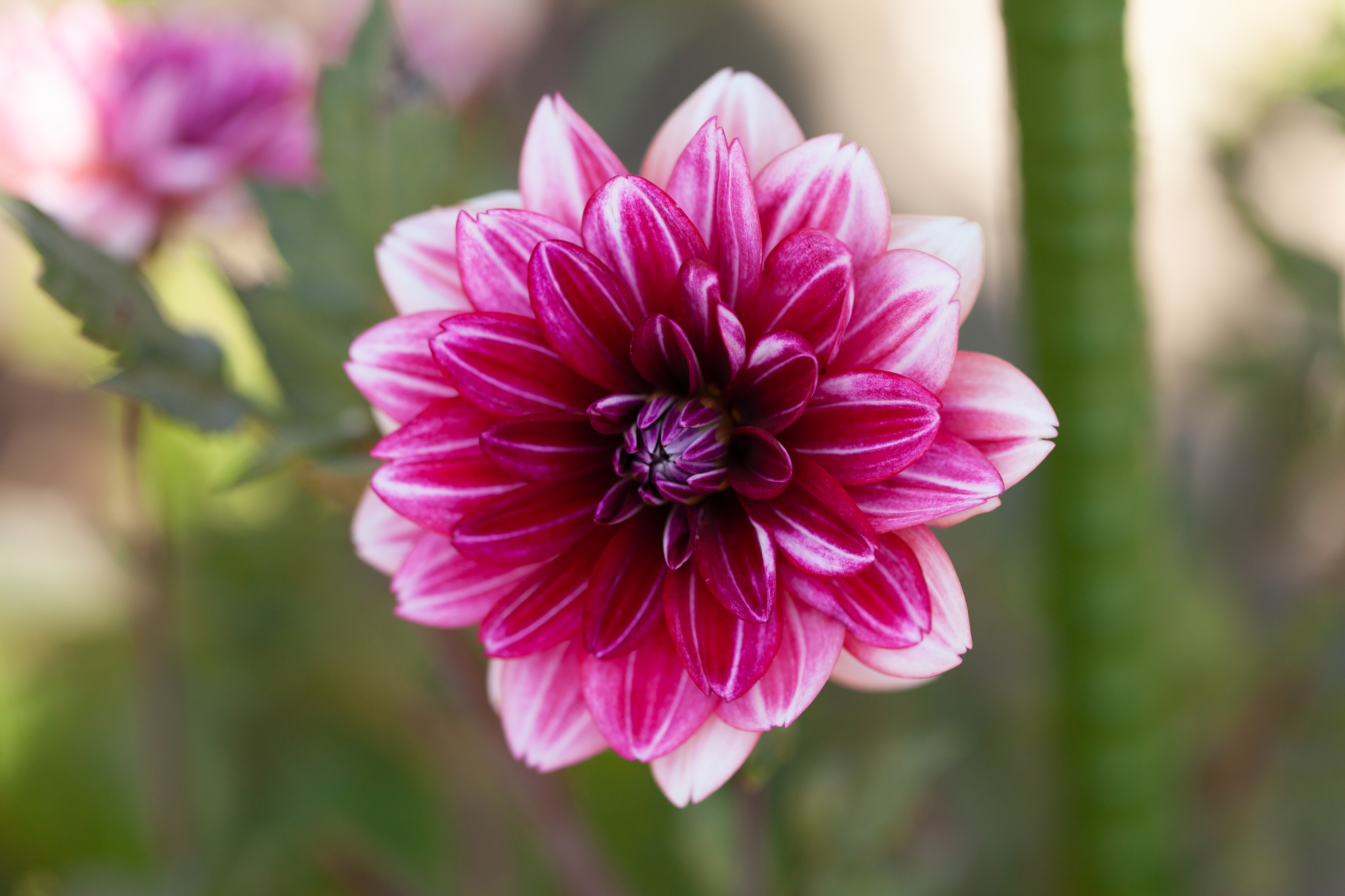 Hemisphere dahlia