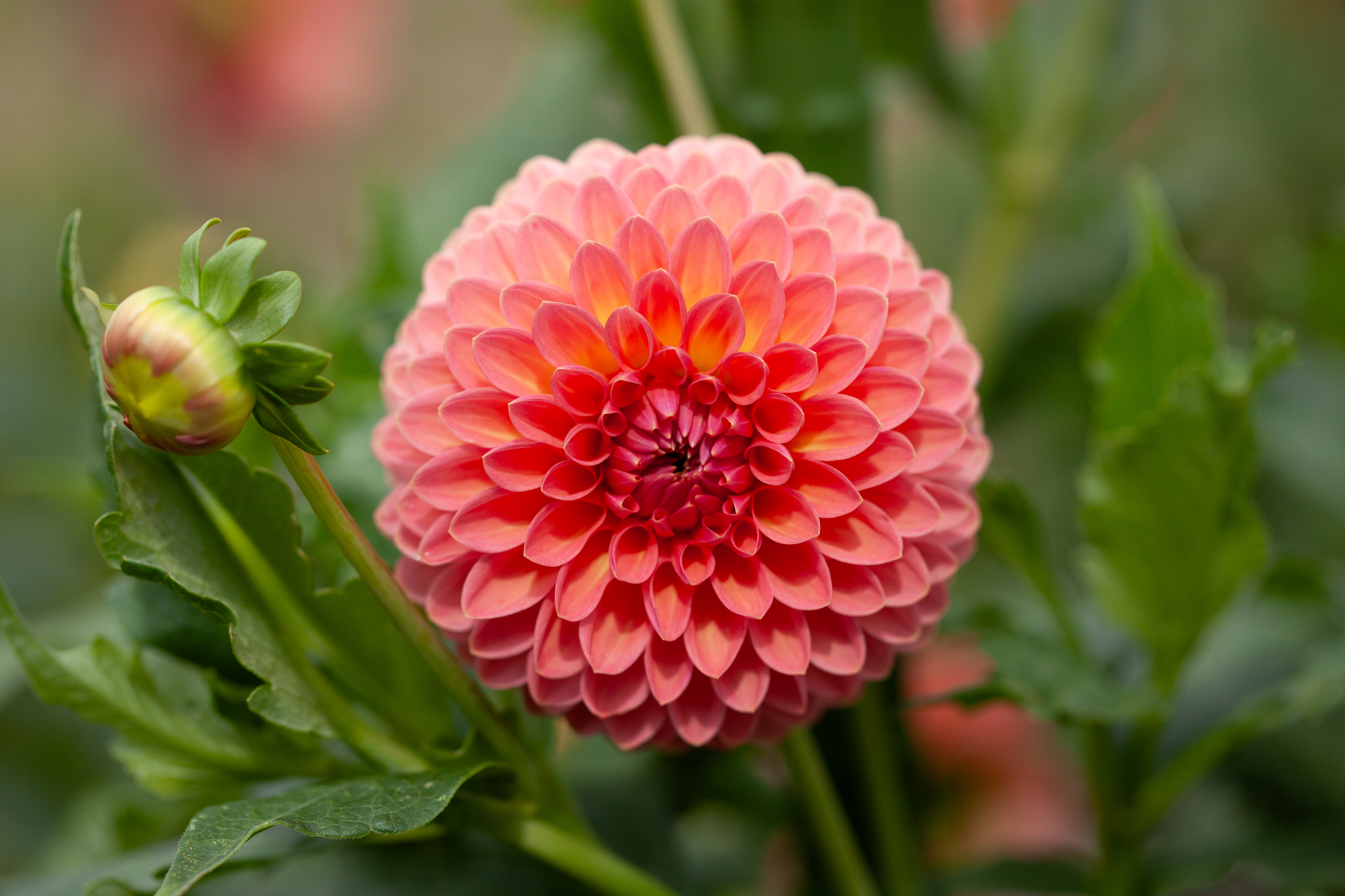 Hillcrest Suffusion dahlia