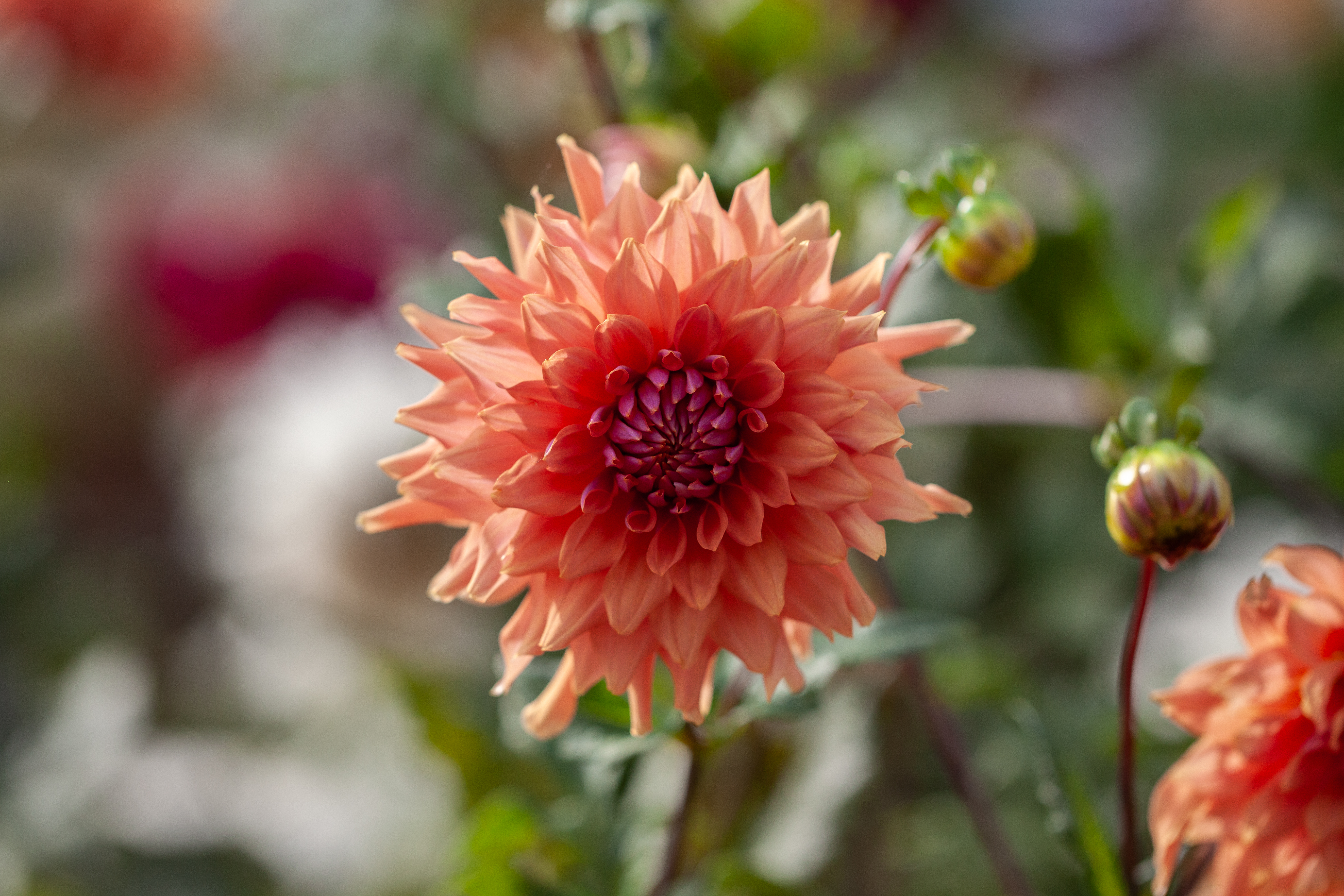 Hee Haugh dahlia