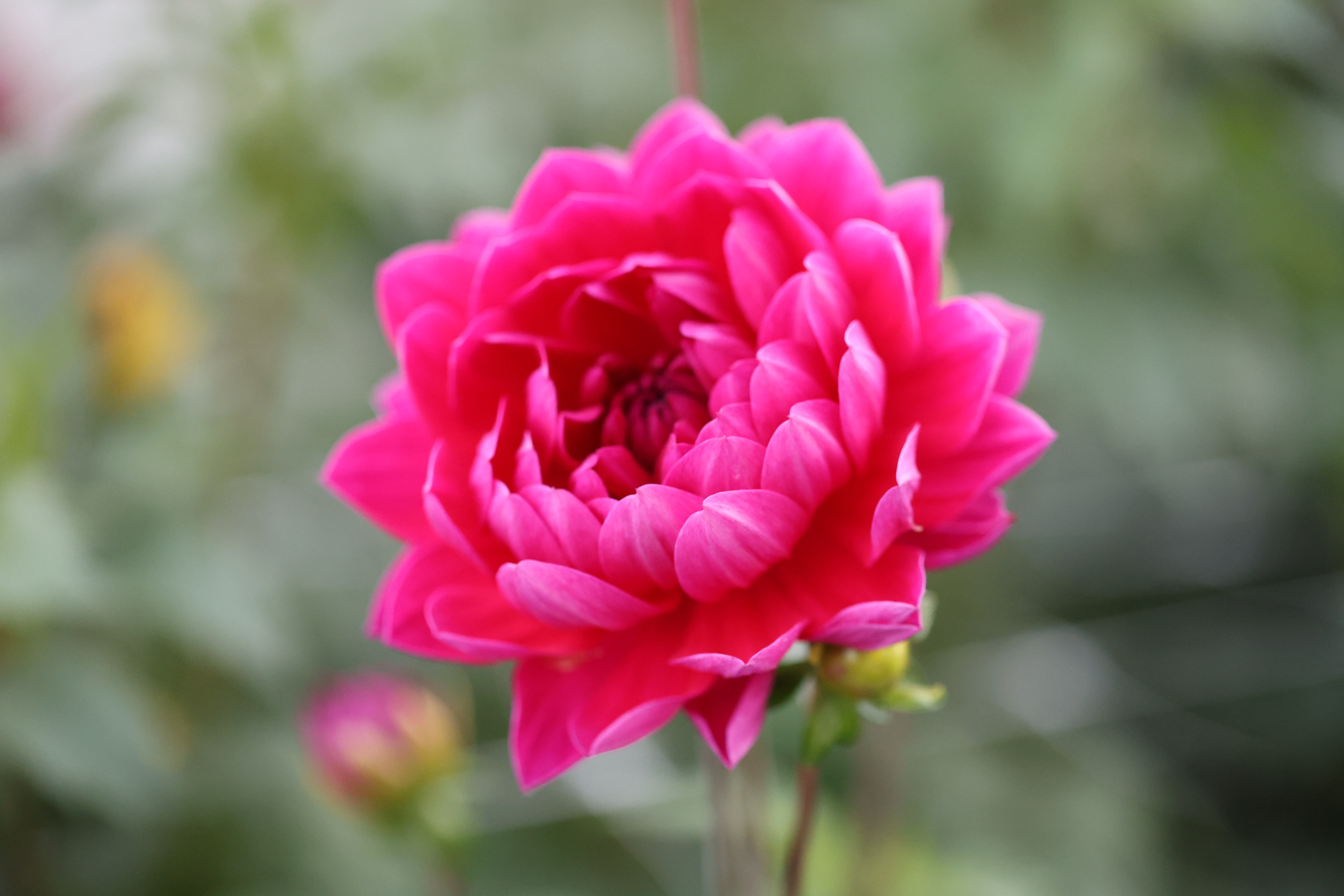 Hollyhill Amethyst dahlia