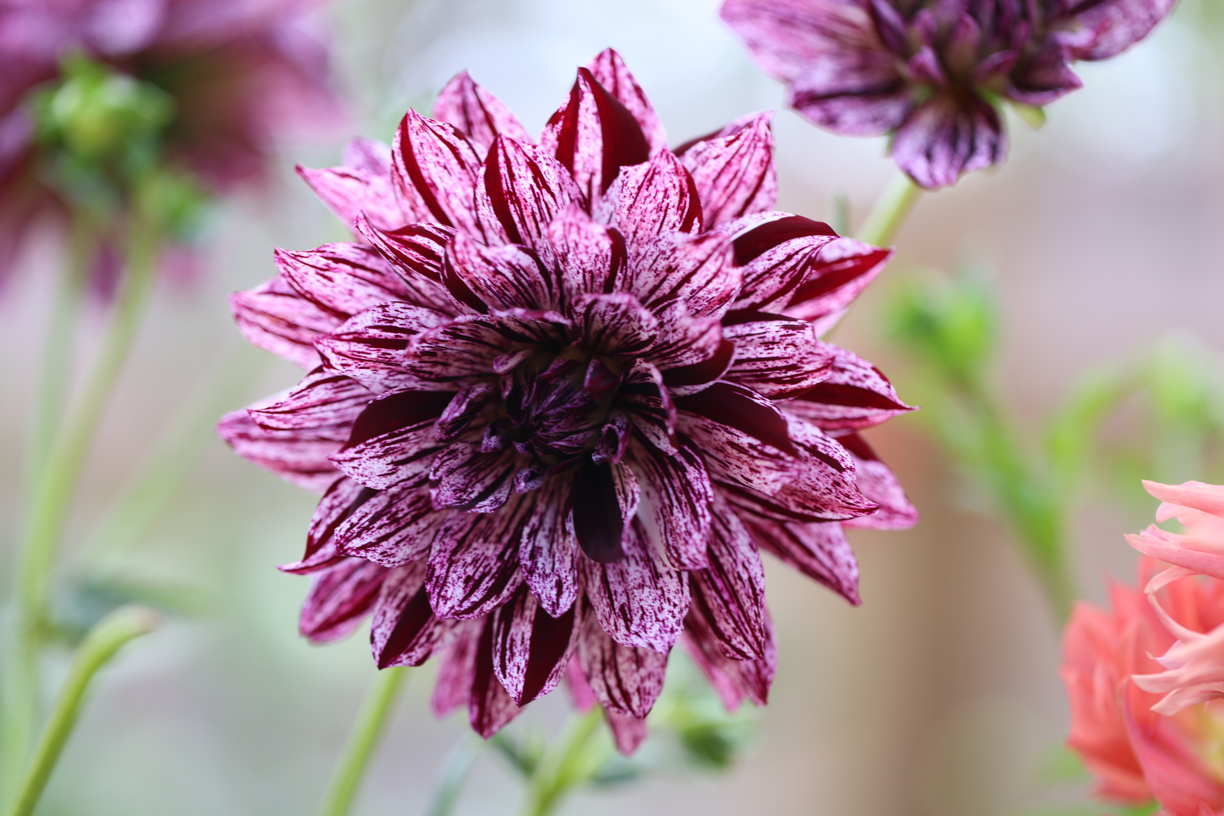 Hollyhill Bewitched dahlia