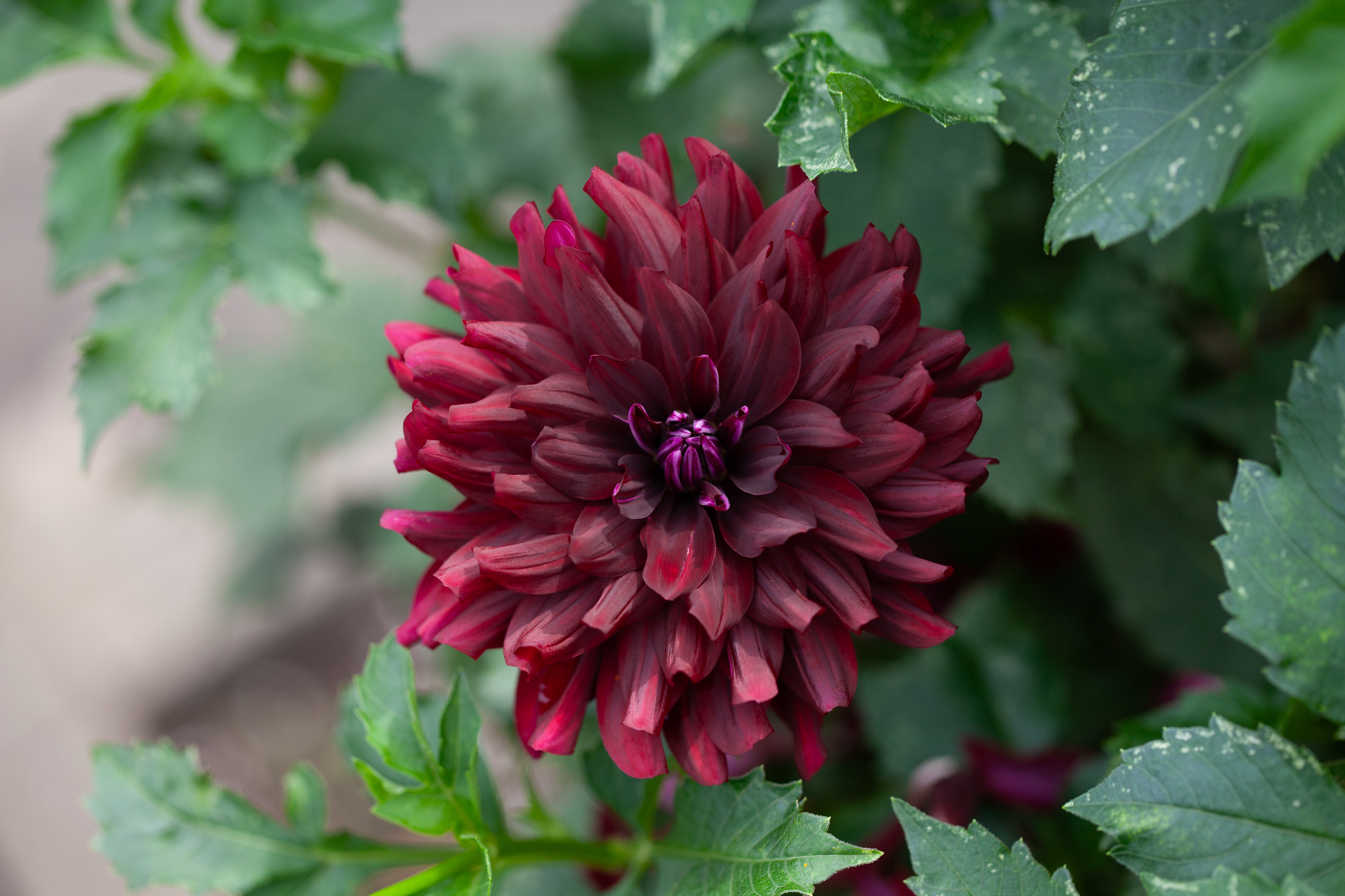 Hollyhill Black Beauty dahlia