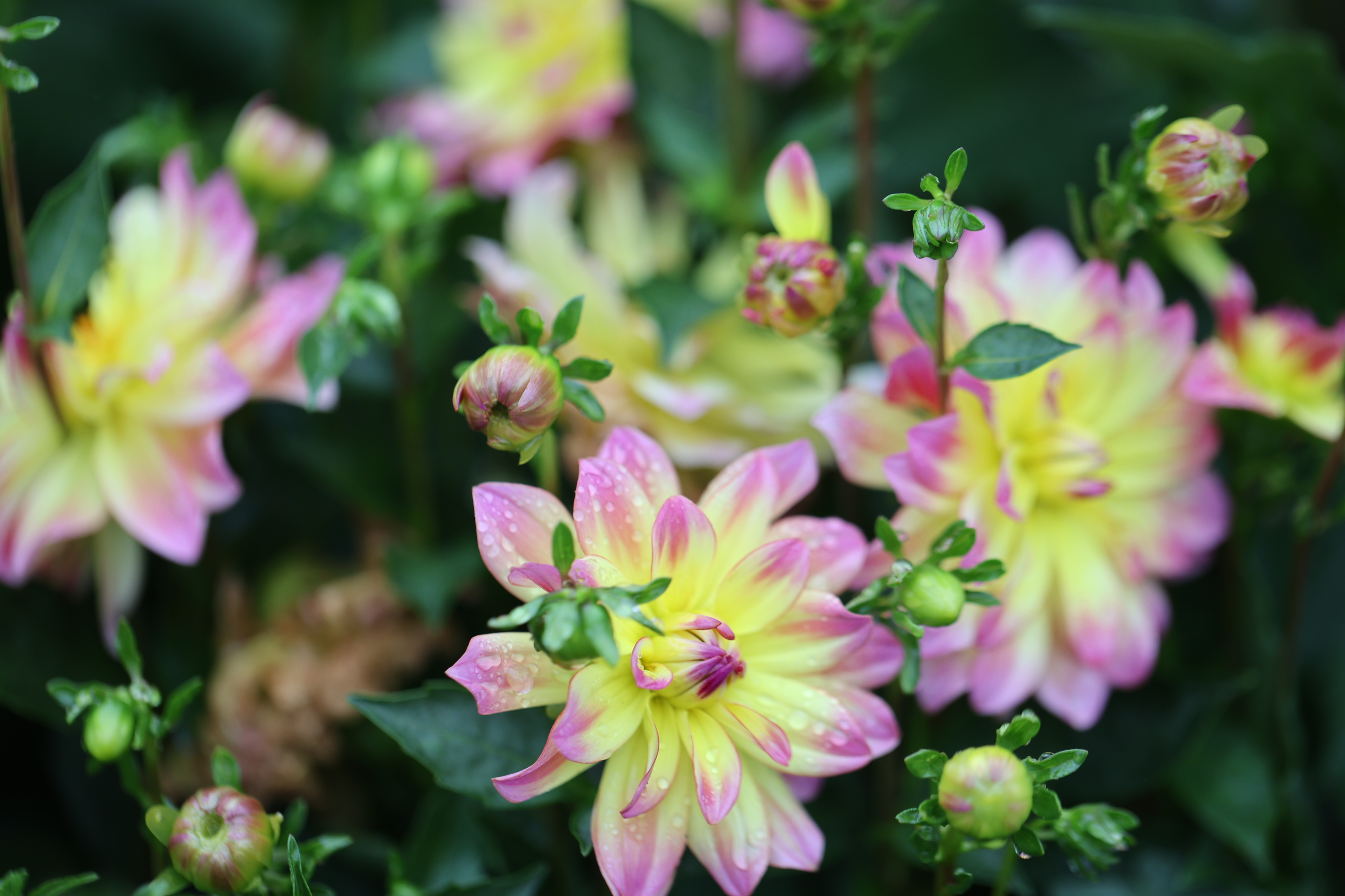 Happy Butterfly dahlia