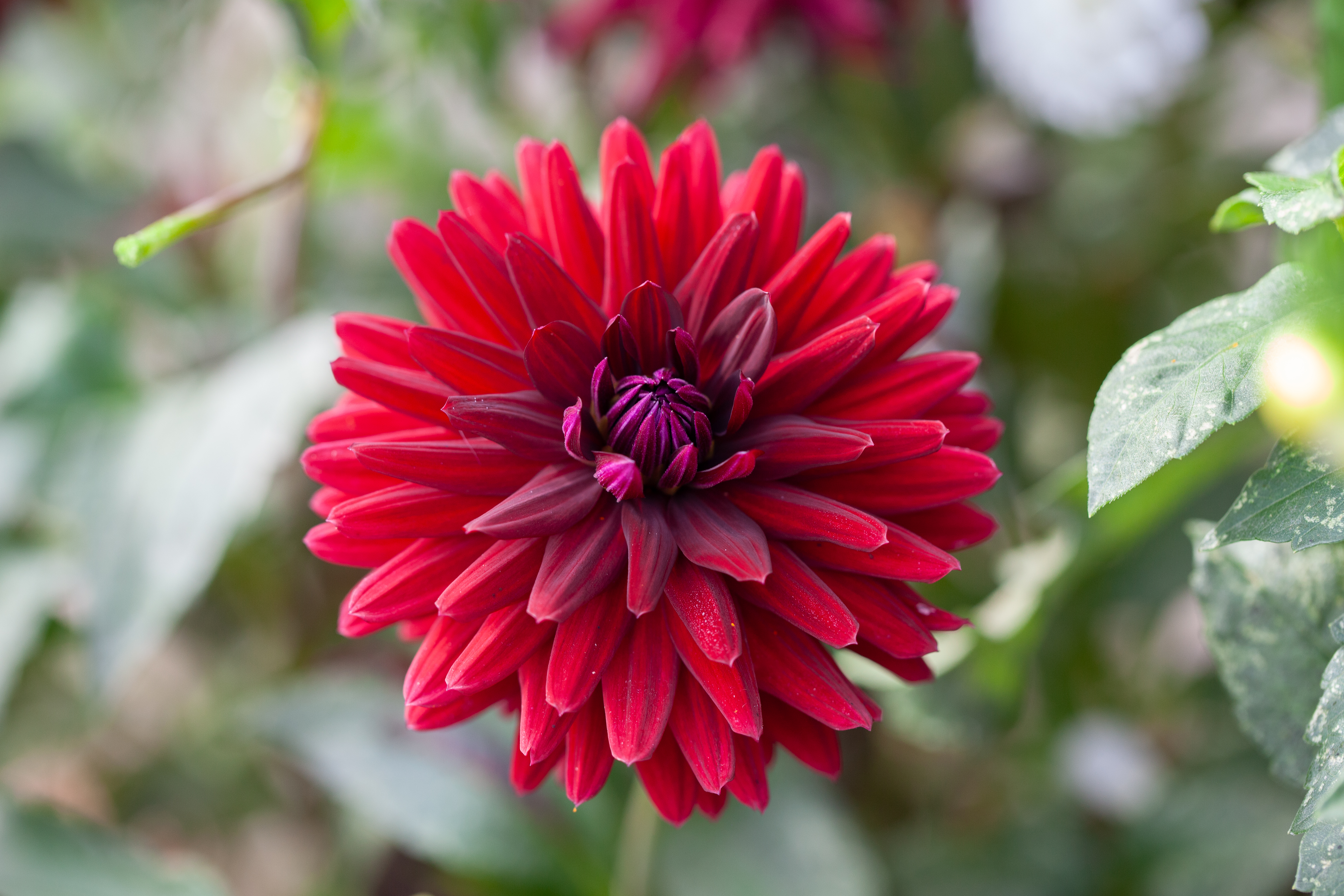 Hollyhill Black Magic dahlia
