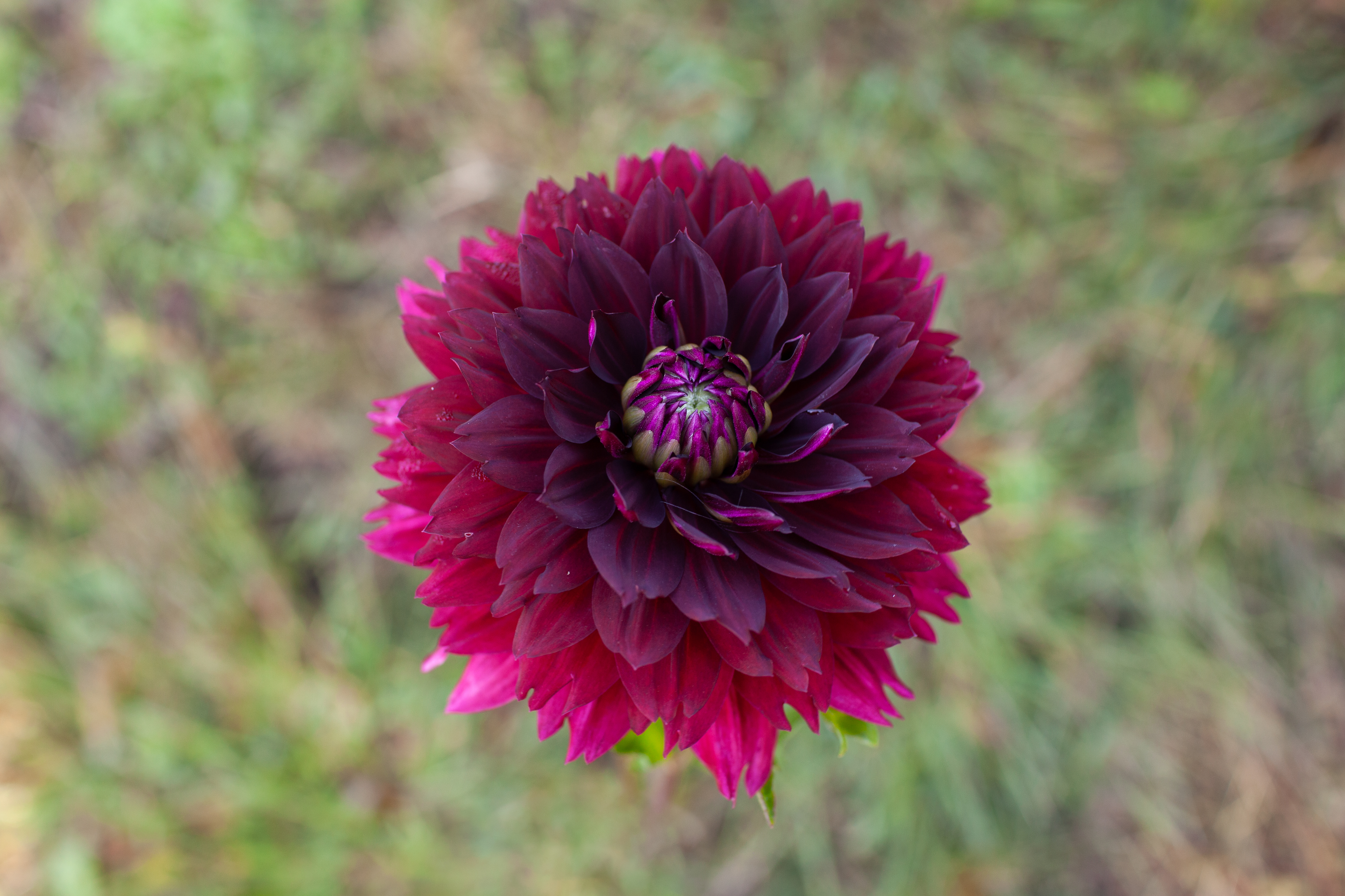 Hollyhill Black Widow dahlia