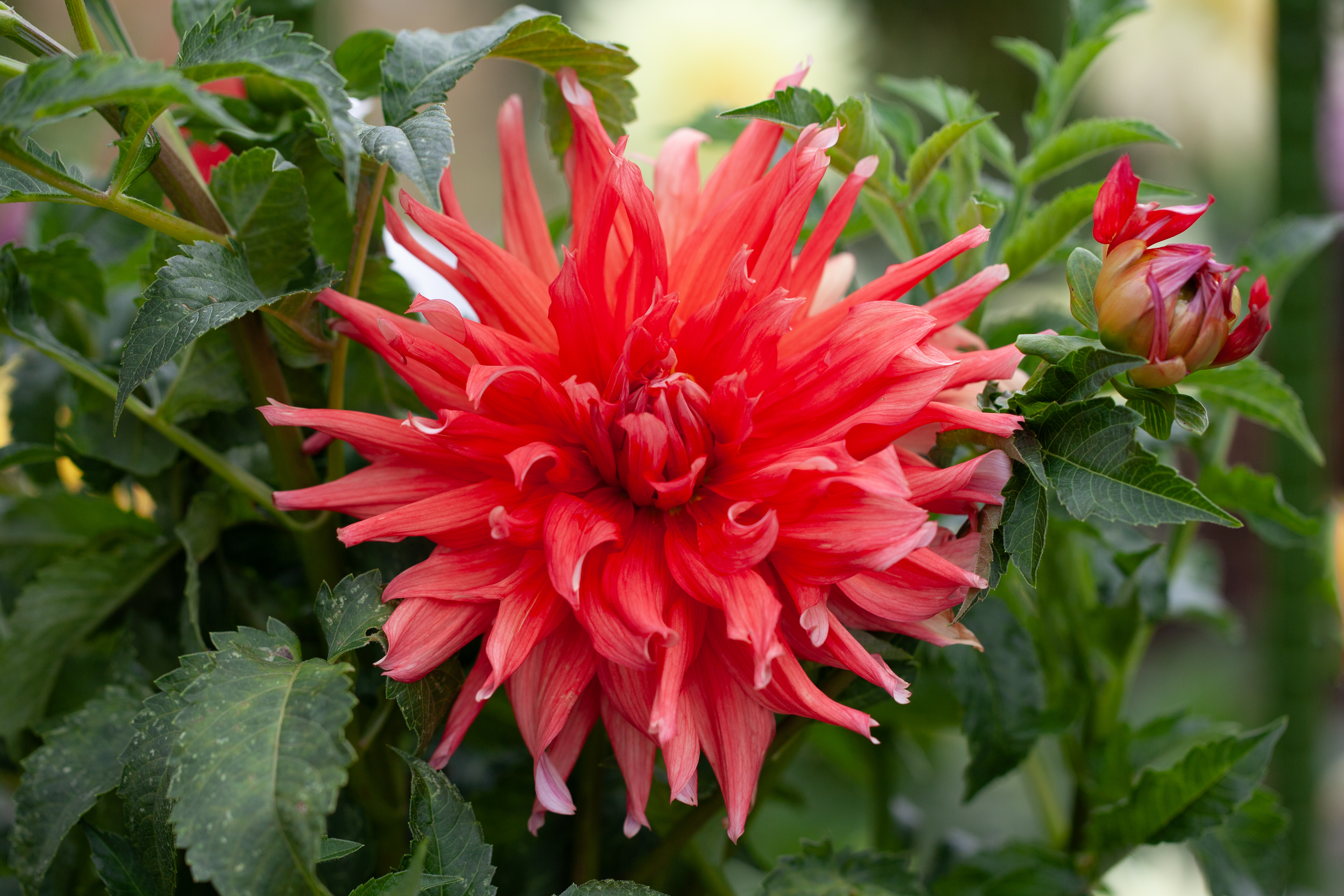 Hollyhill Clydesdale dahlia