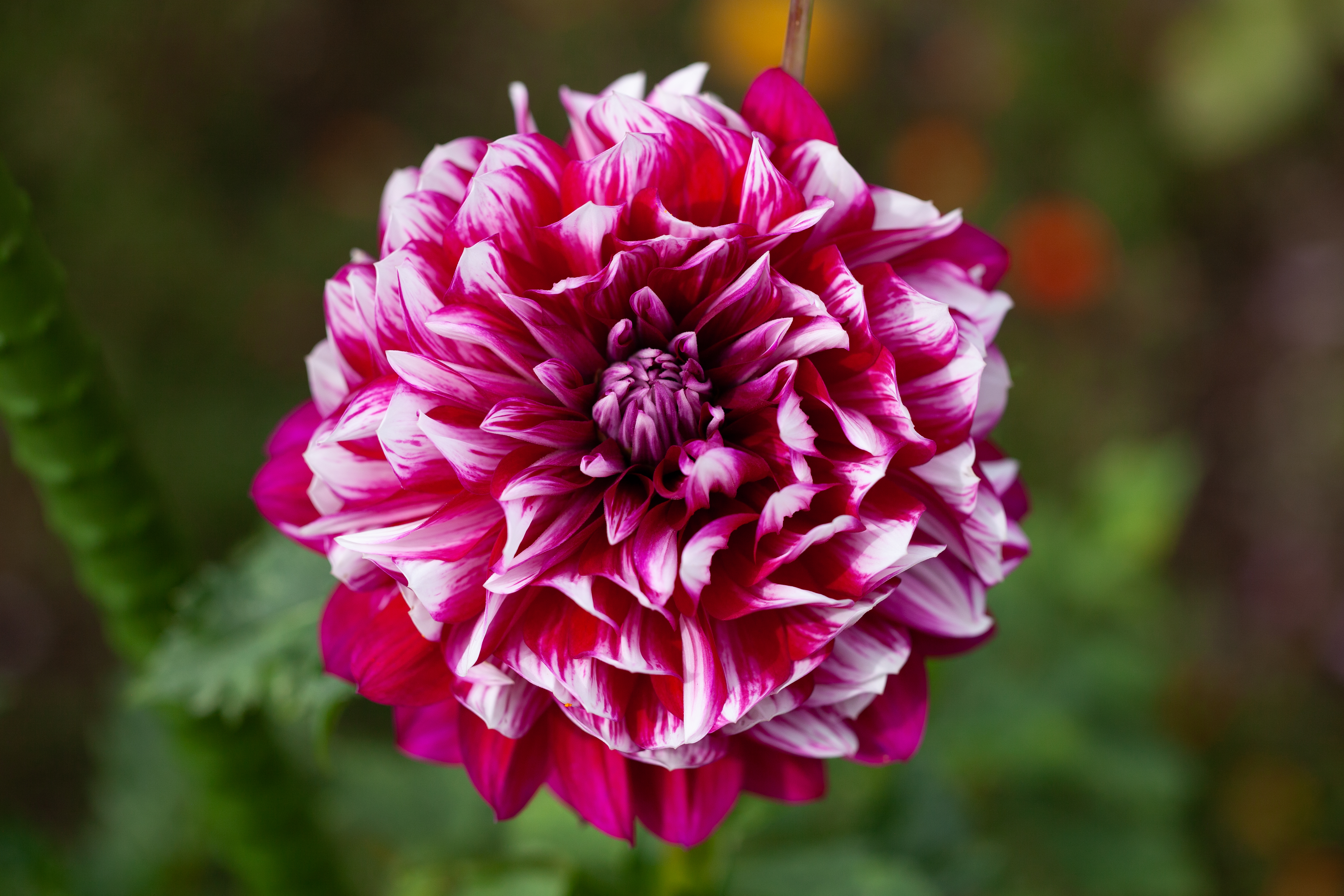 Hollyhill Court Jester dahlia