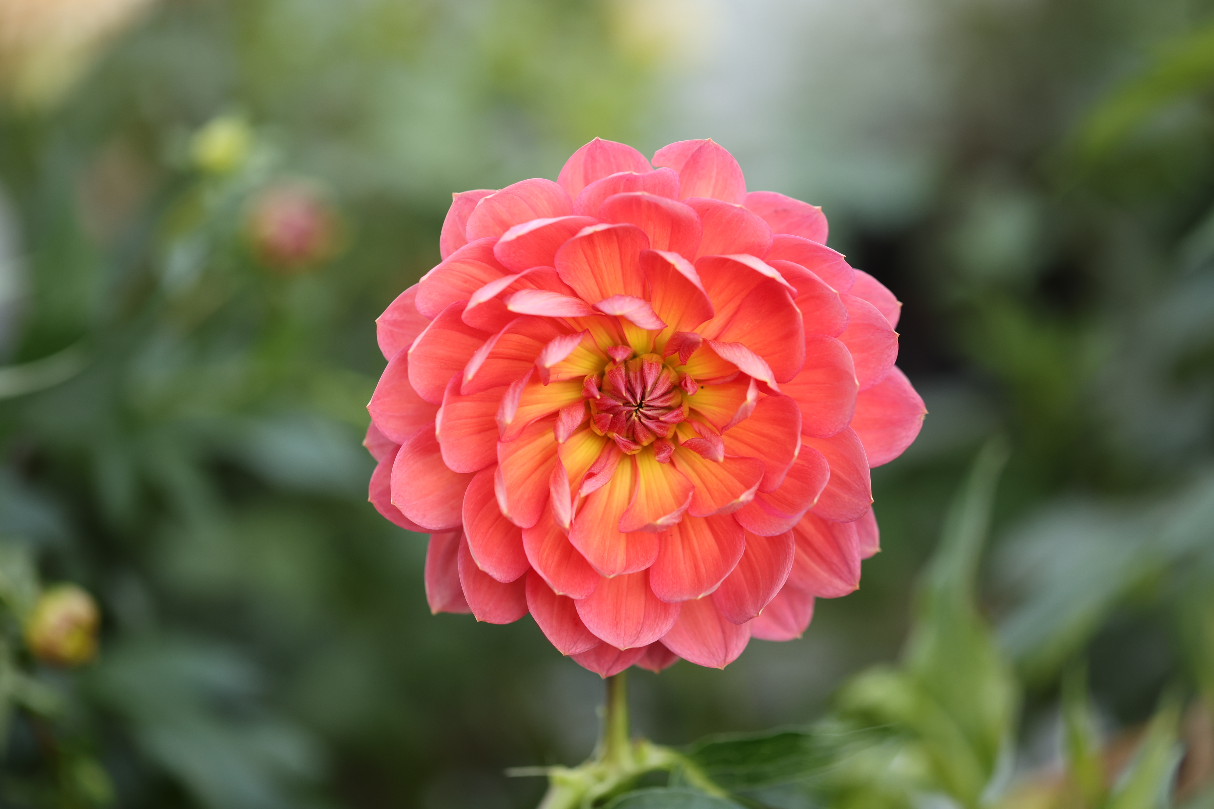 Hollyhill Daydream dahlia