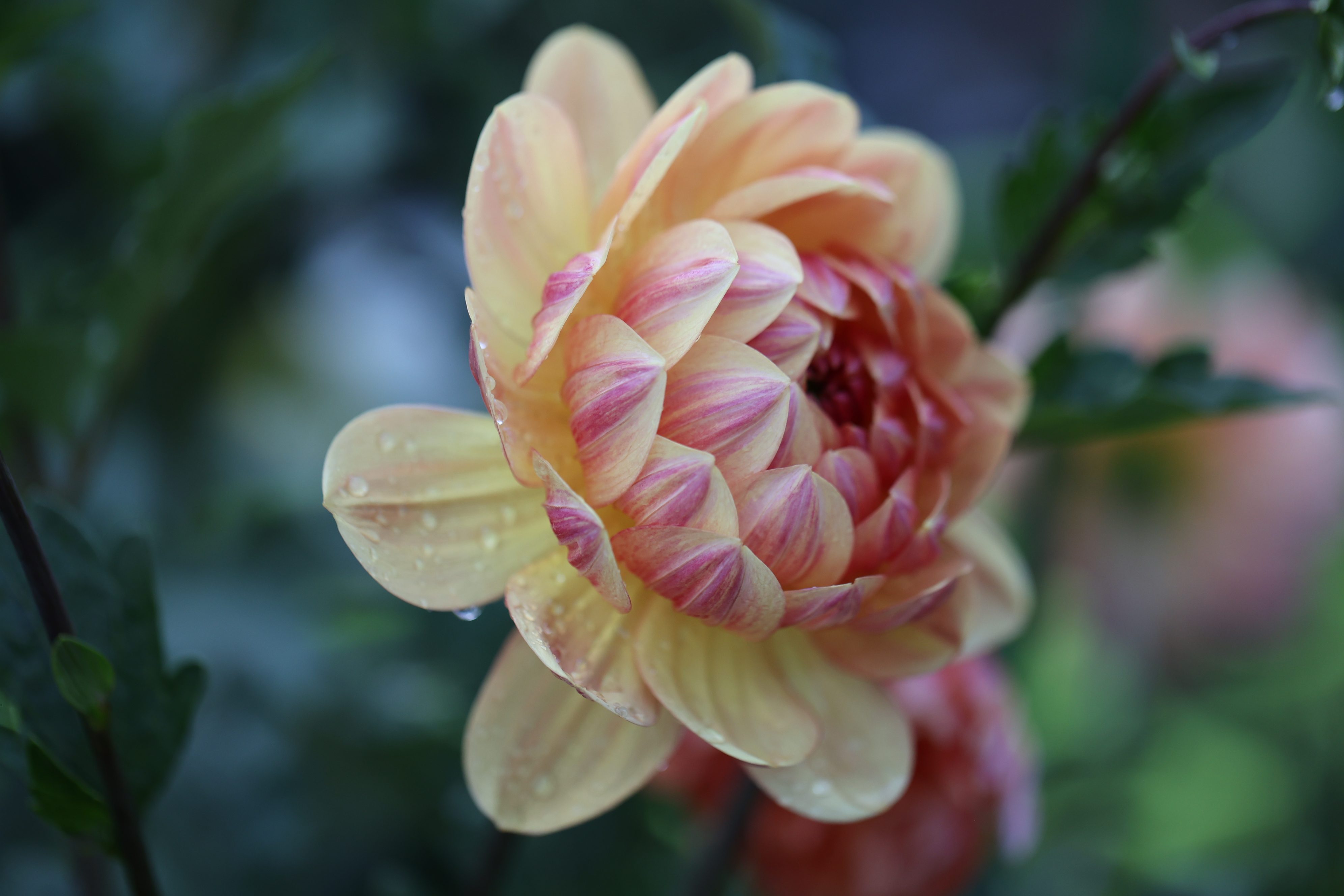 Hollyhill Golden Glow dahlia