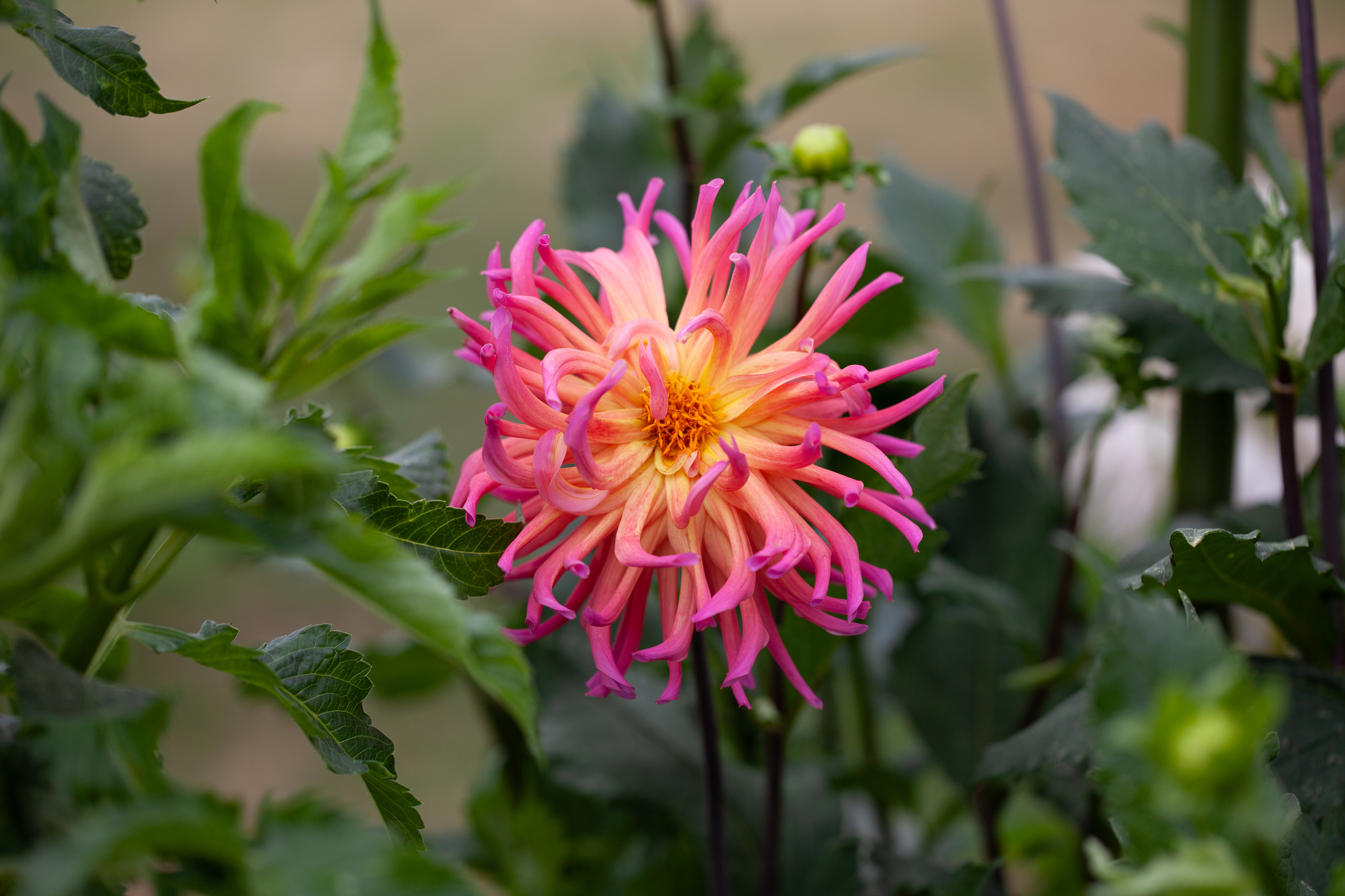 Hollyhill Hello Dolly dahlia
