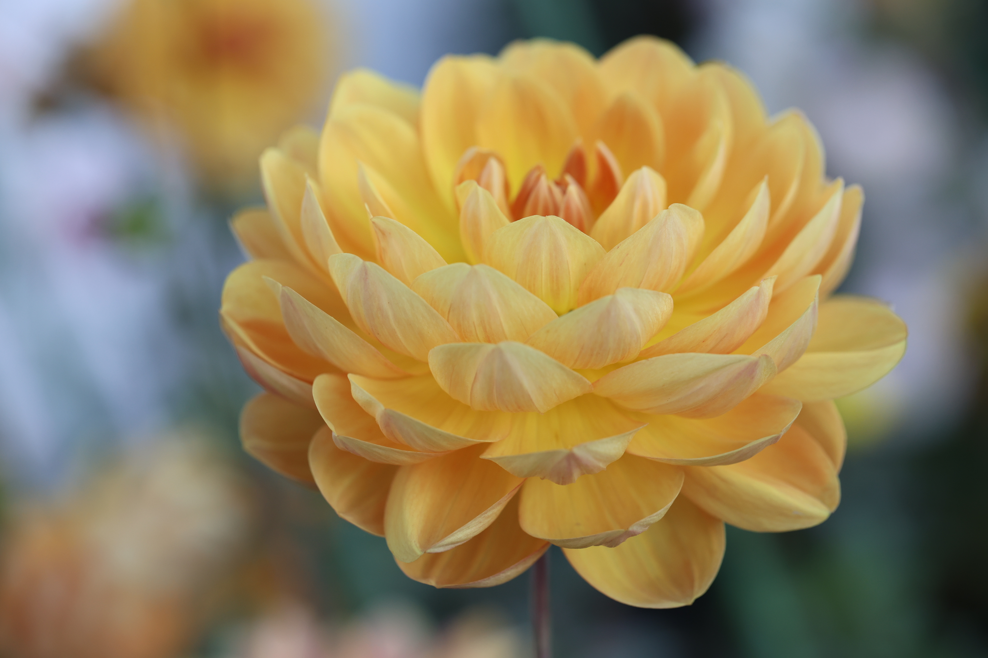 Hollyhill Honeygold dahlia