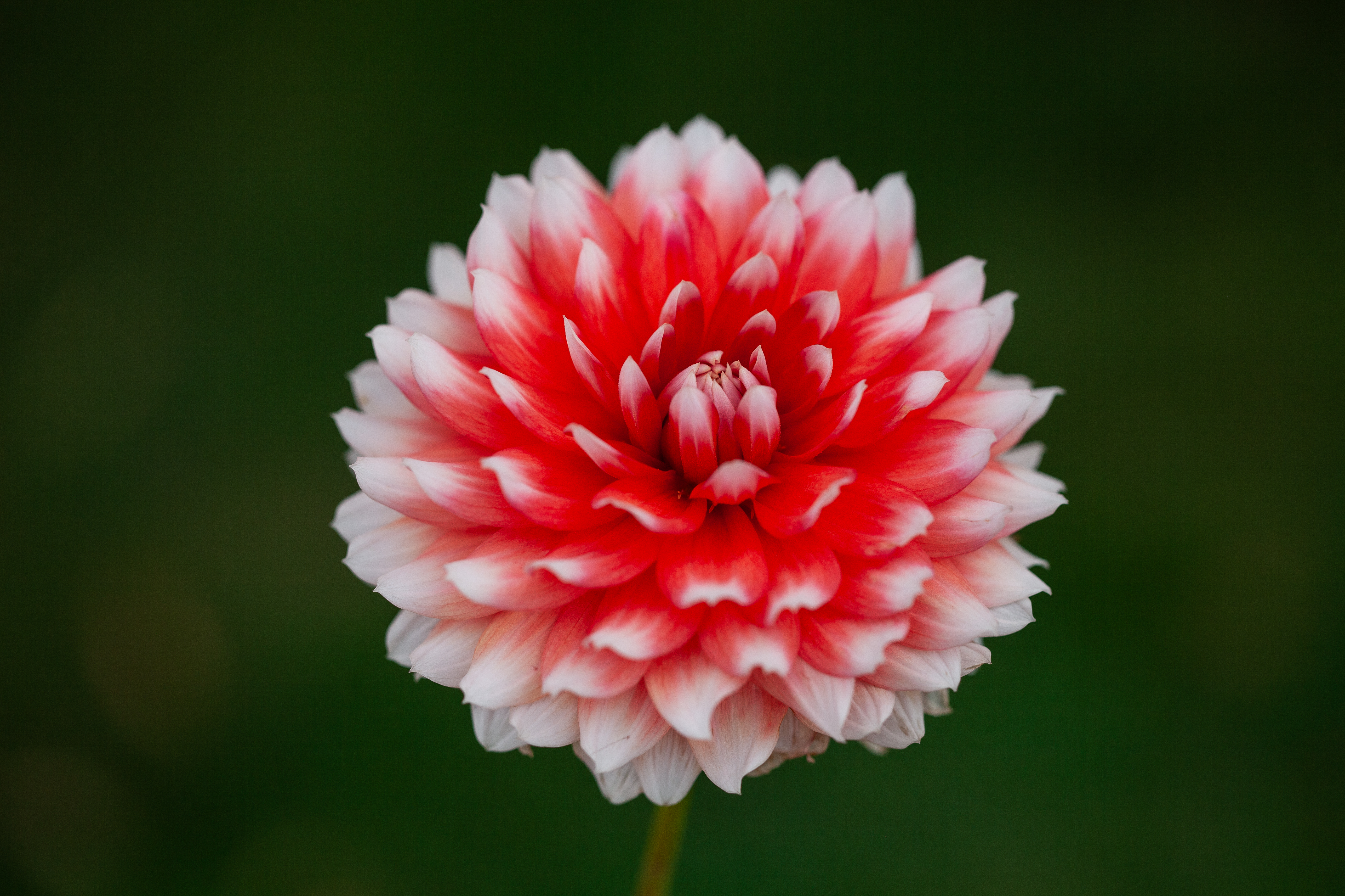 Hollyhill Kris Kringle dahlia