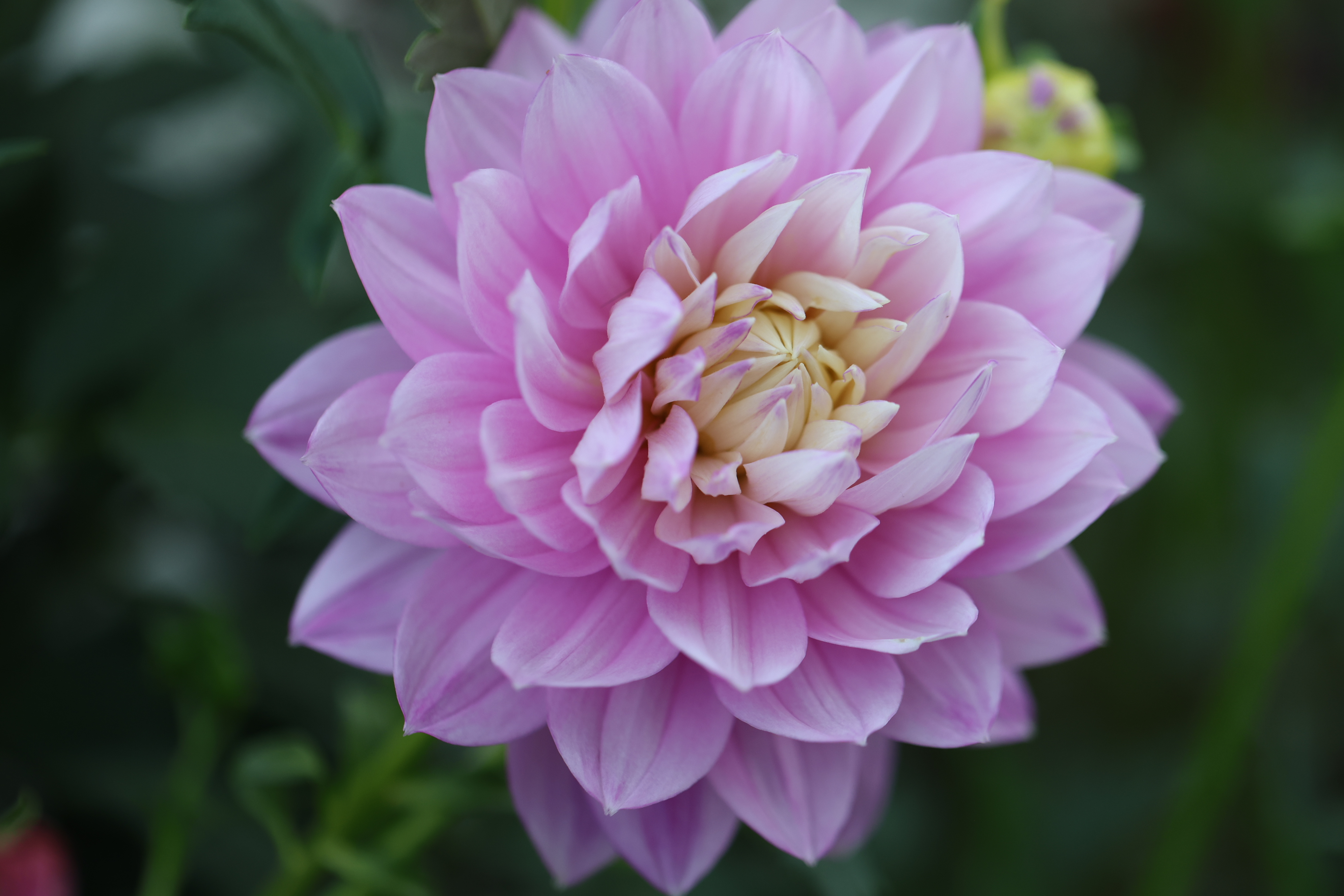 Hollyhill Leda dahlia