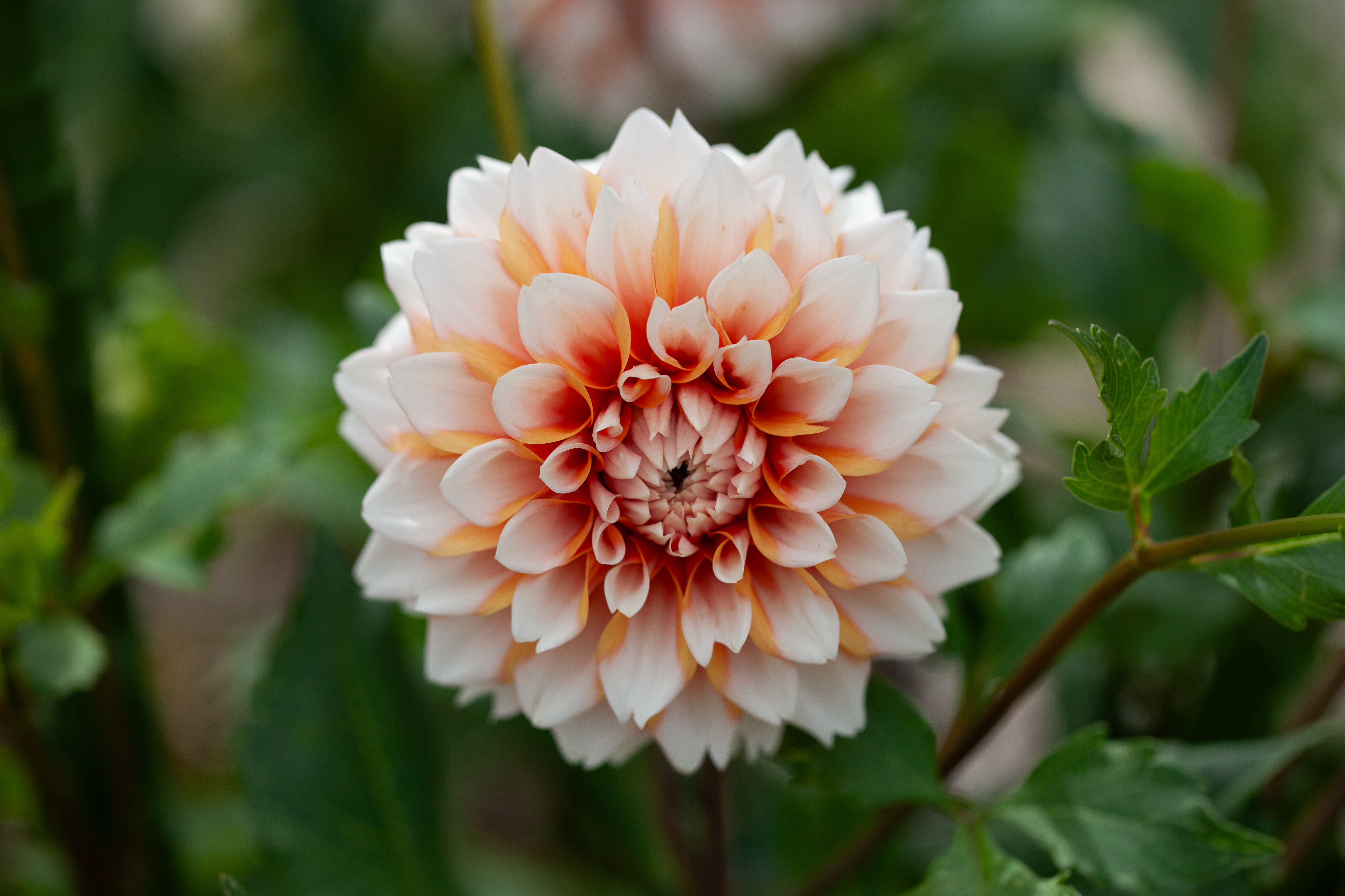 Hollyhill Orange Ice dahlia