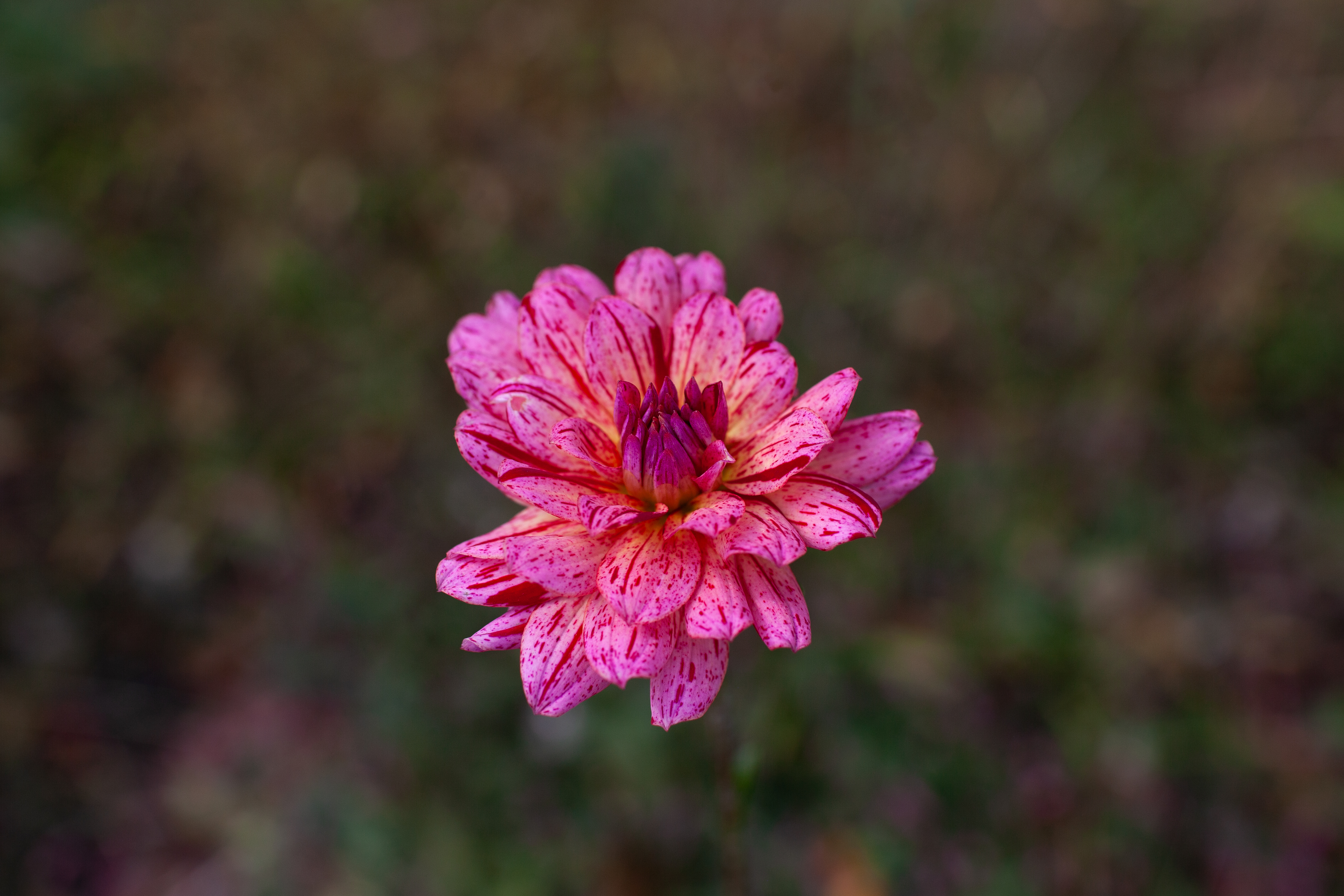 Hollyhill Pink Tigress dahlia