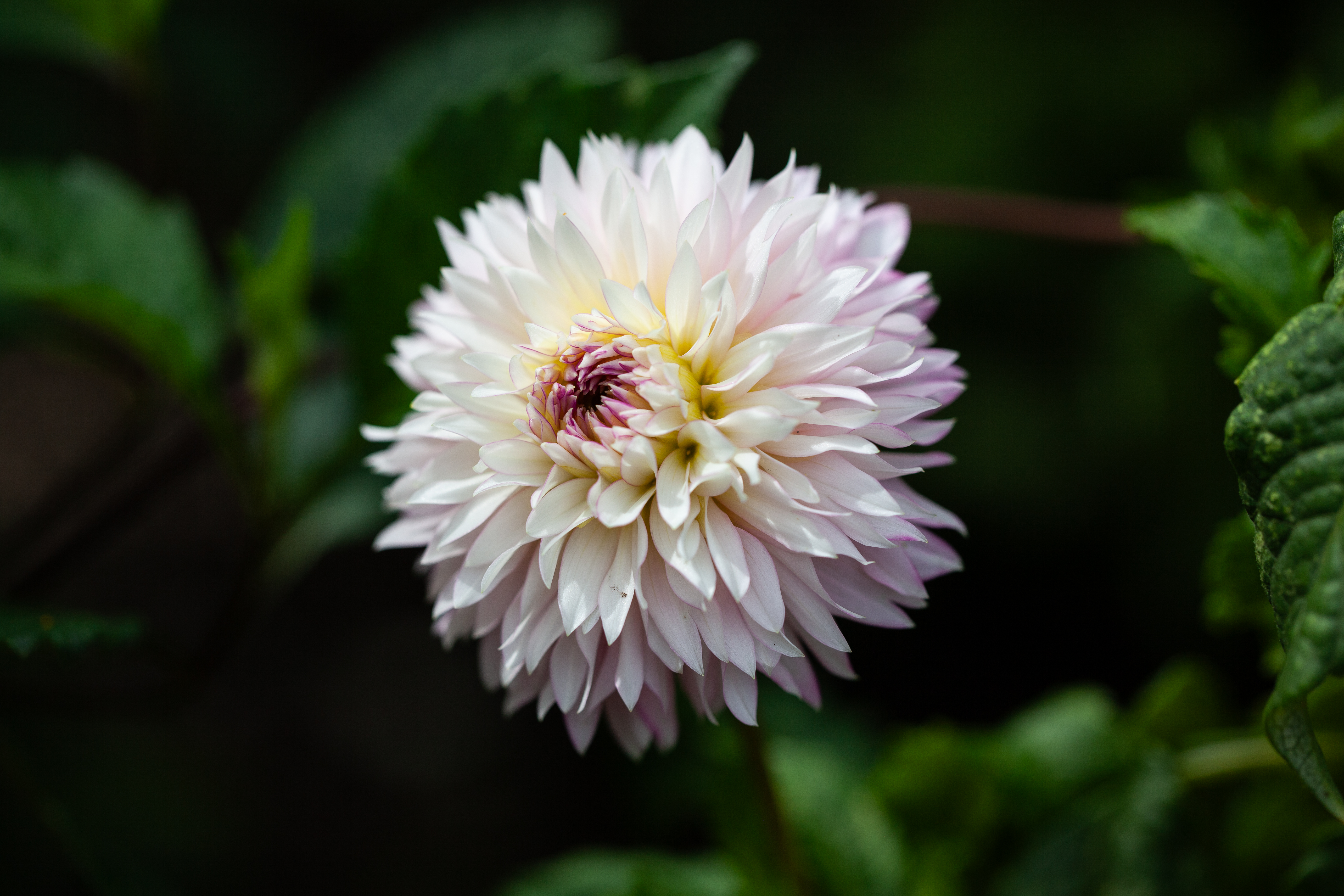 Hollyhill Pinkie dahlia
