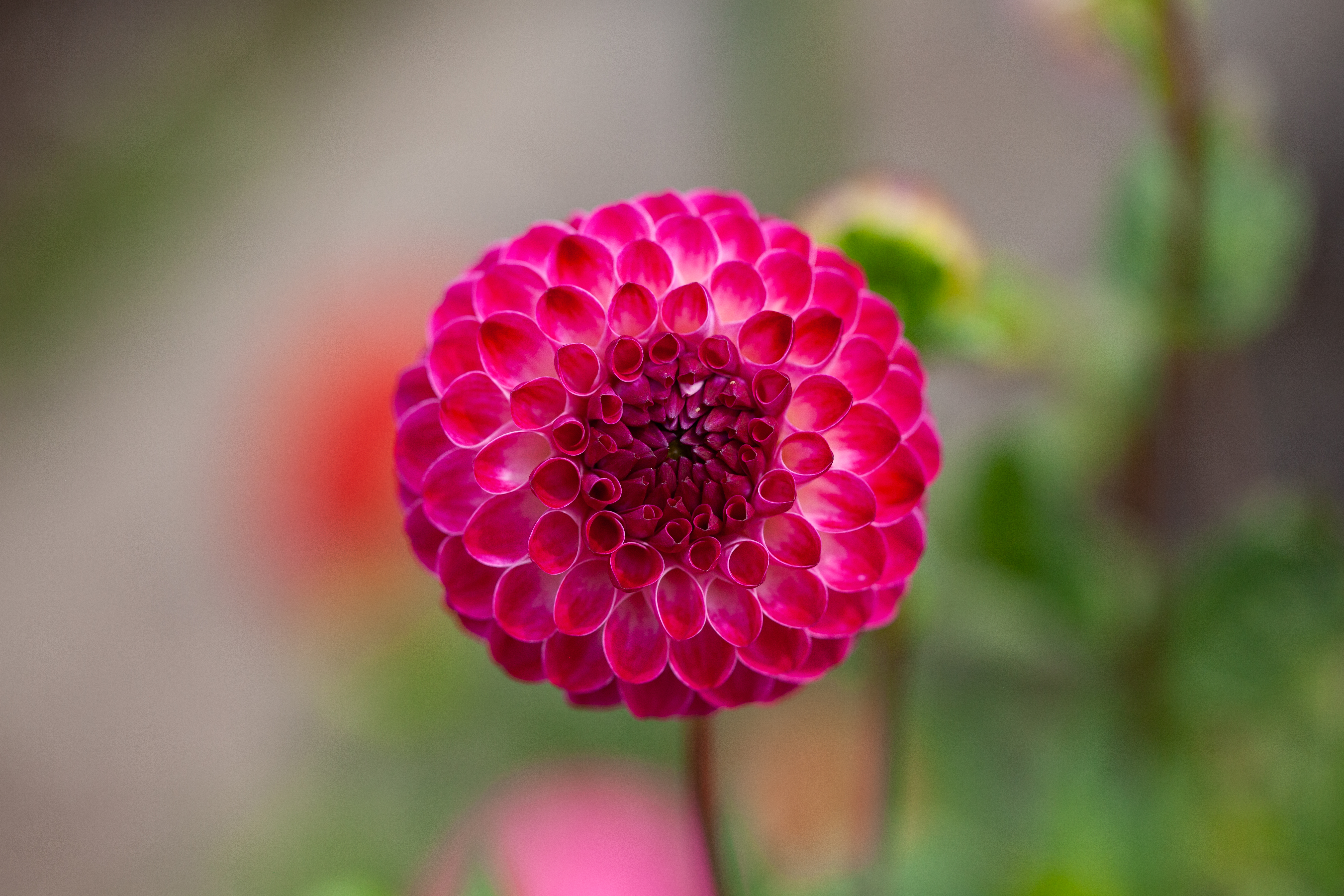 Hollyhill Pixie dahlia