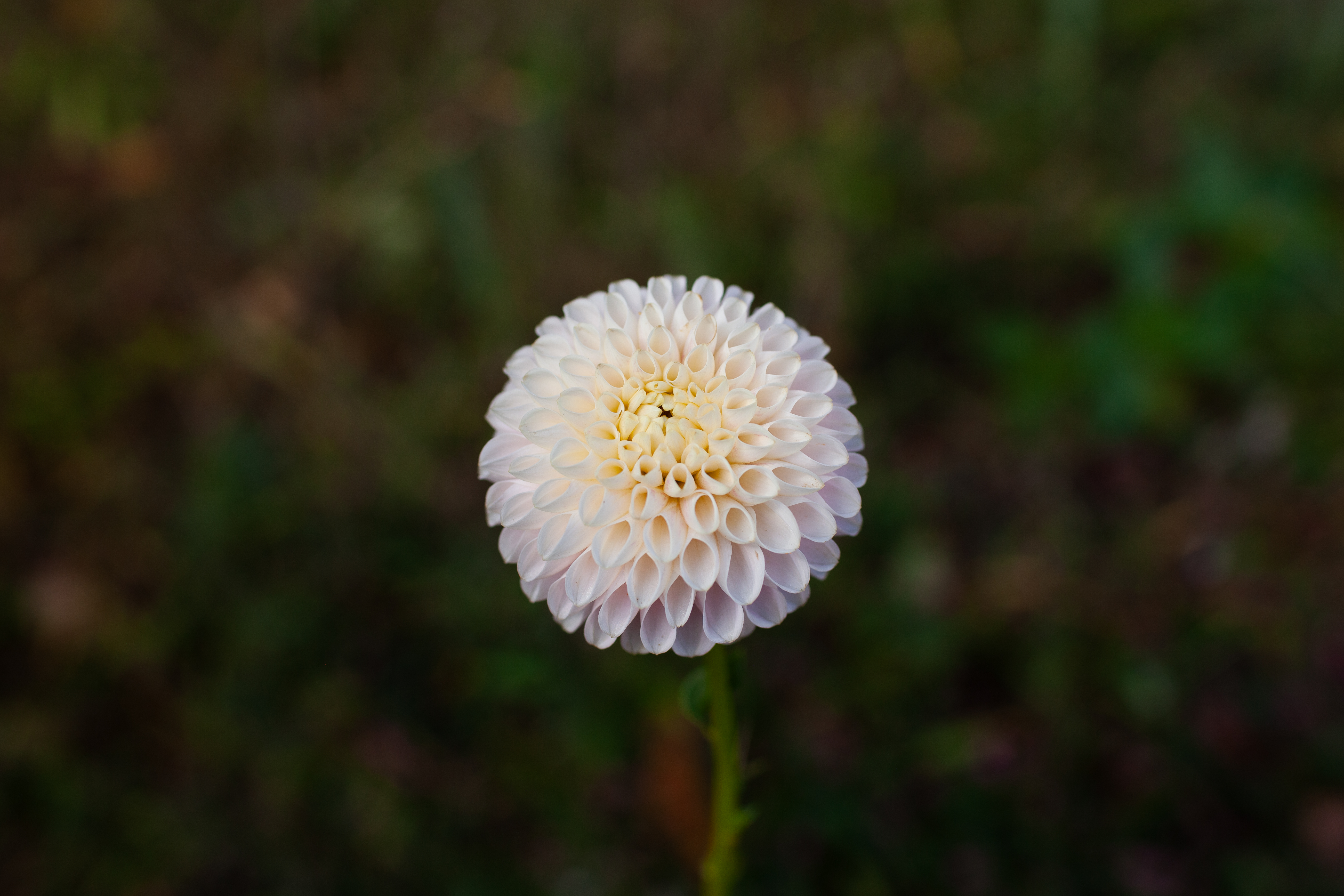 Hollyhill Pollyanna dahlia