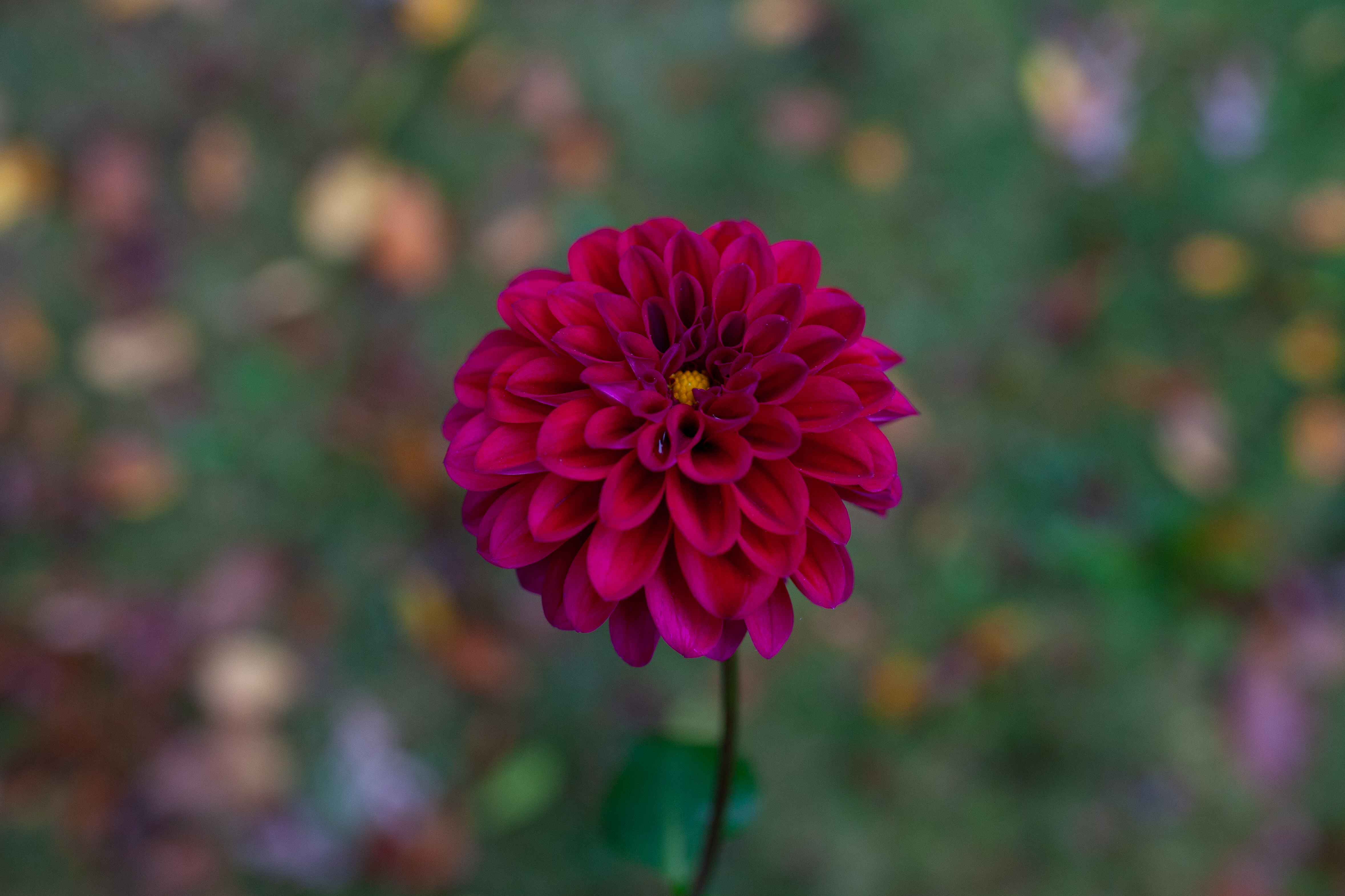 Hollyhill Regal dahlia