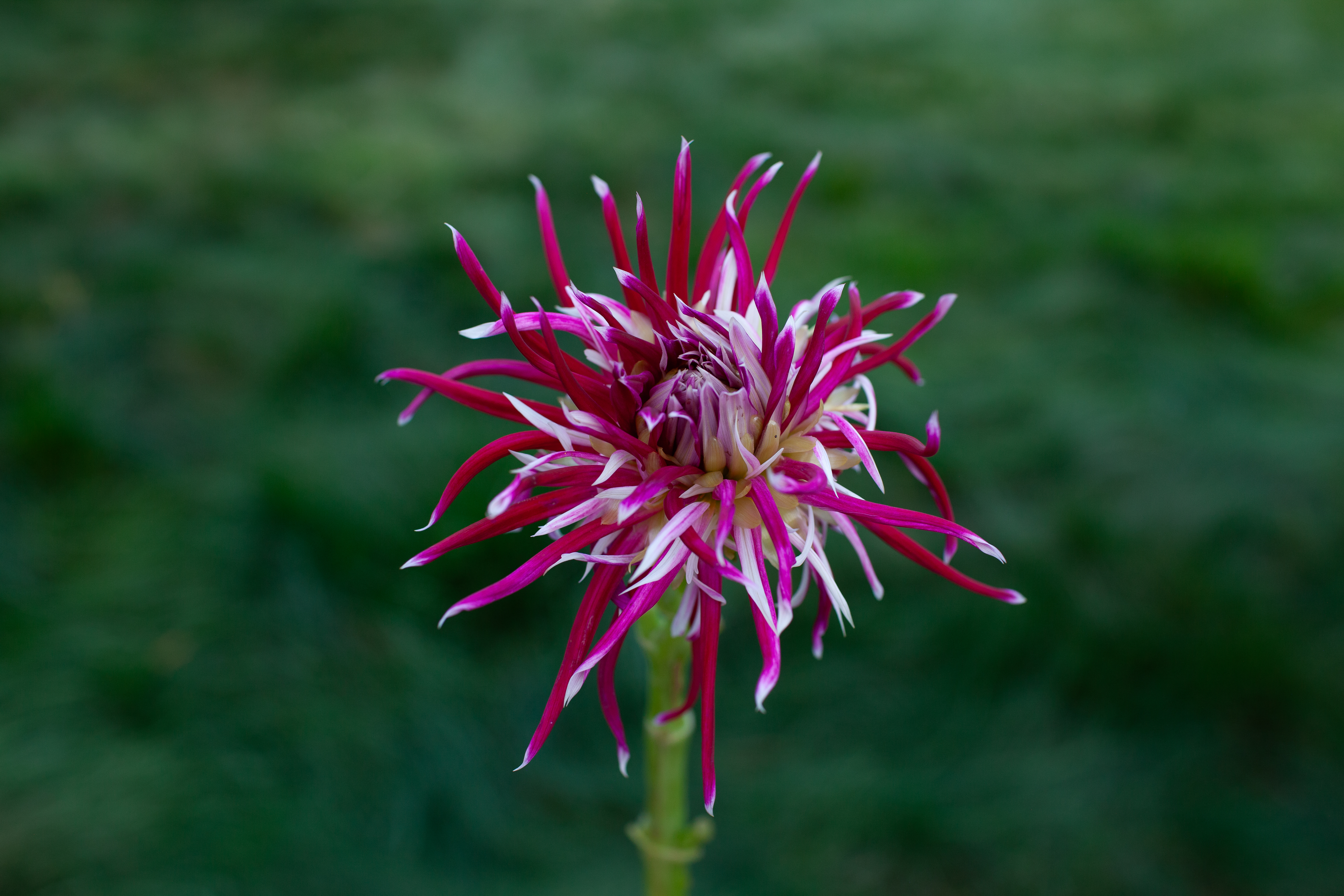 Hollyhill Spiderwoman dahlia