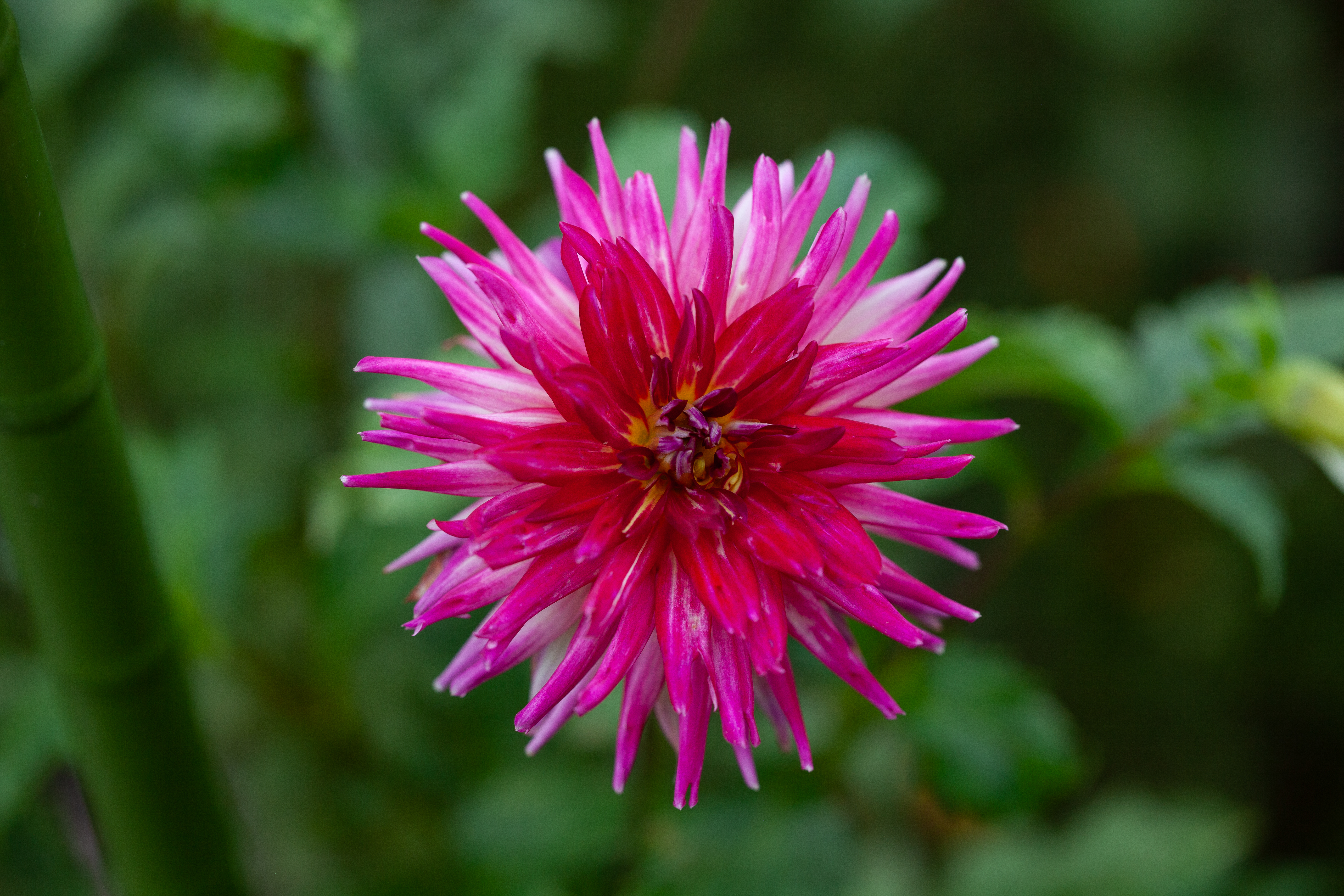 Hollyhill Starburst dahlia