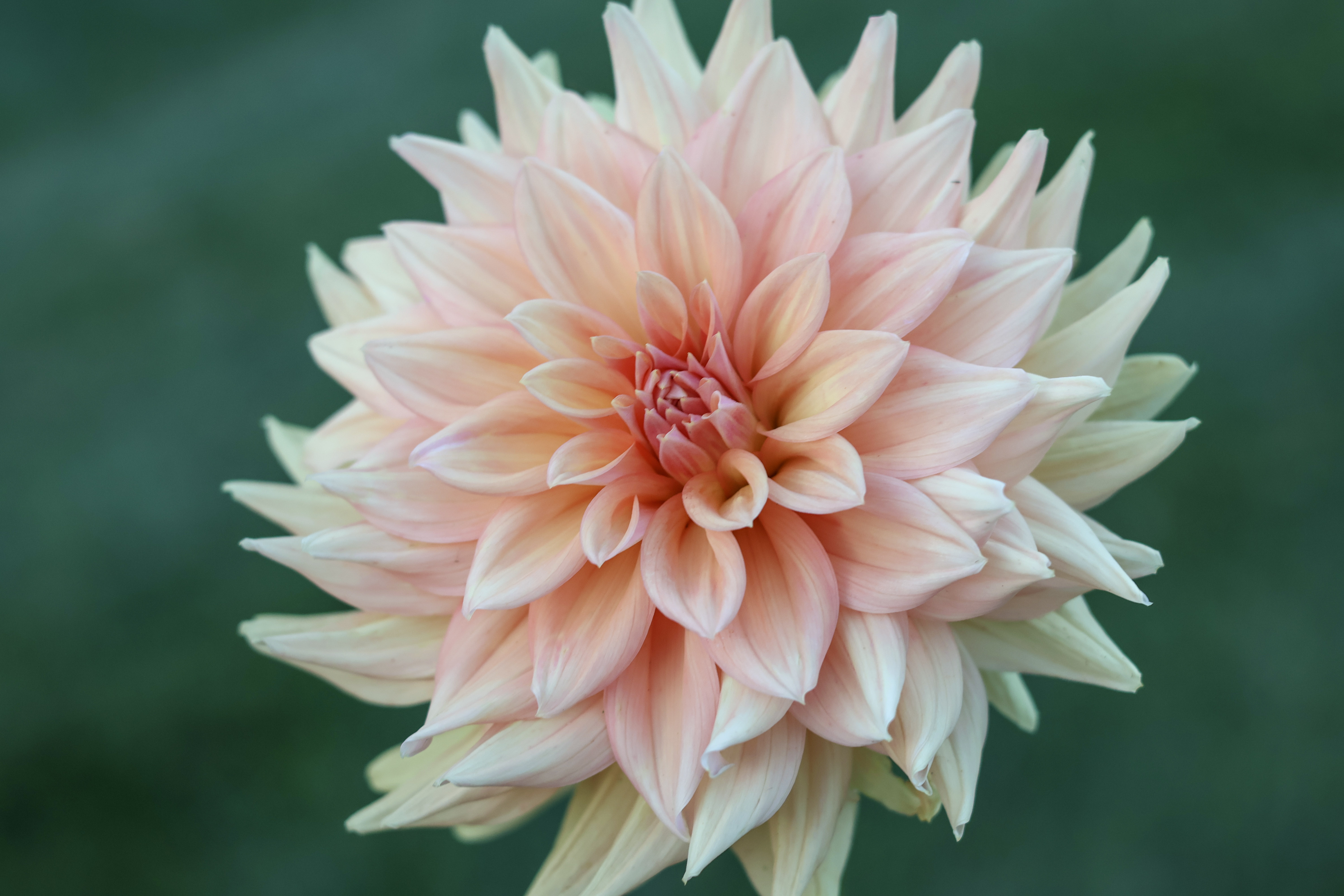 Honeymoon dahlia