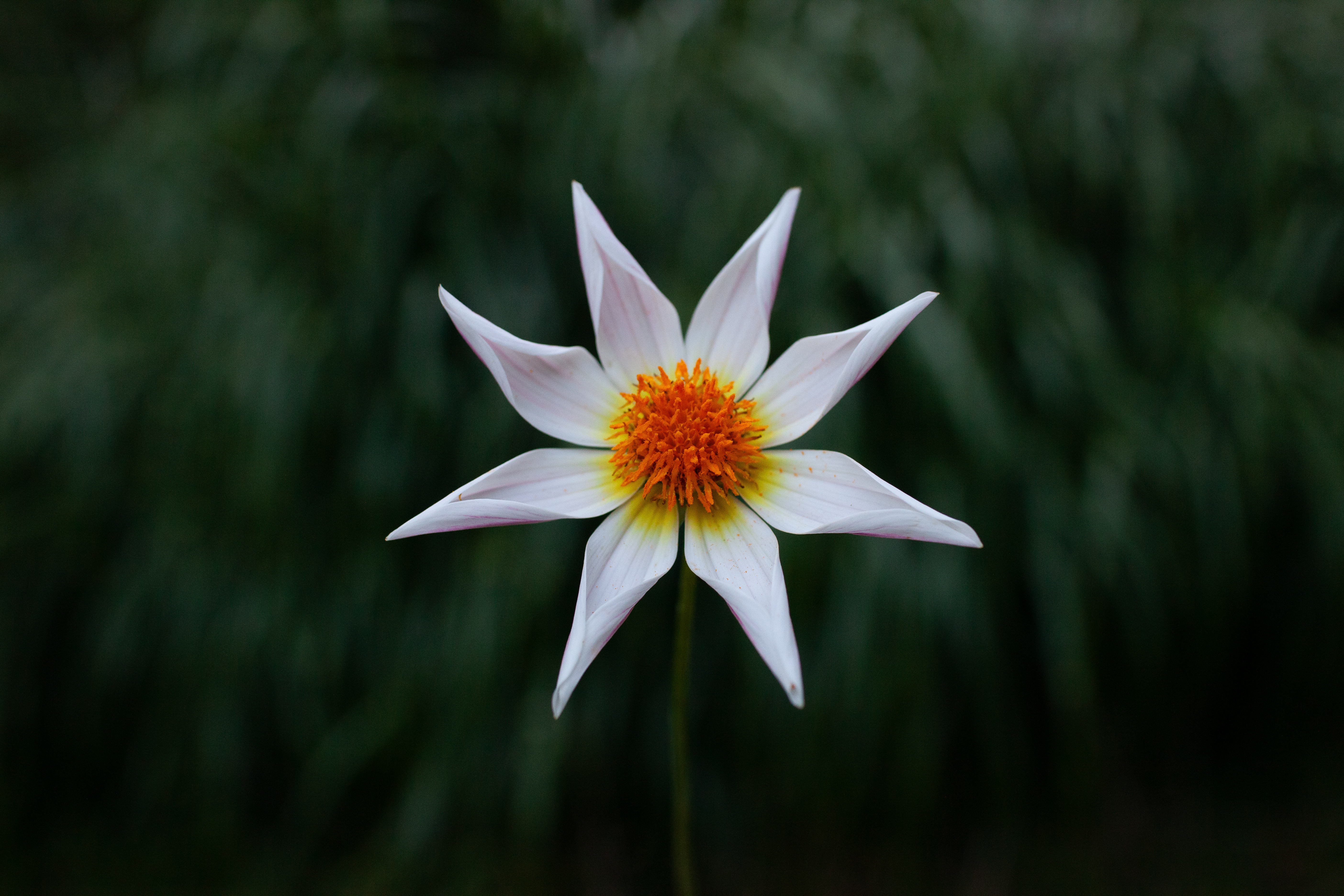 Honka Fragile dahlia