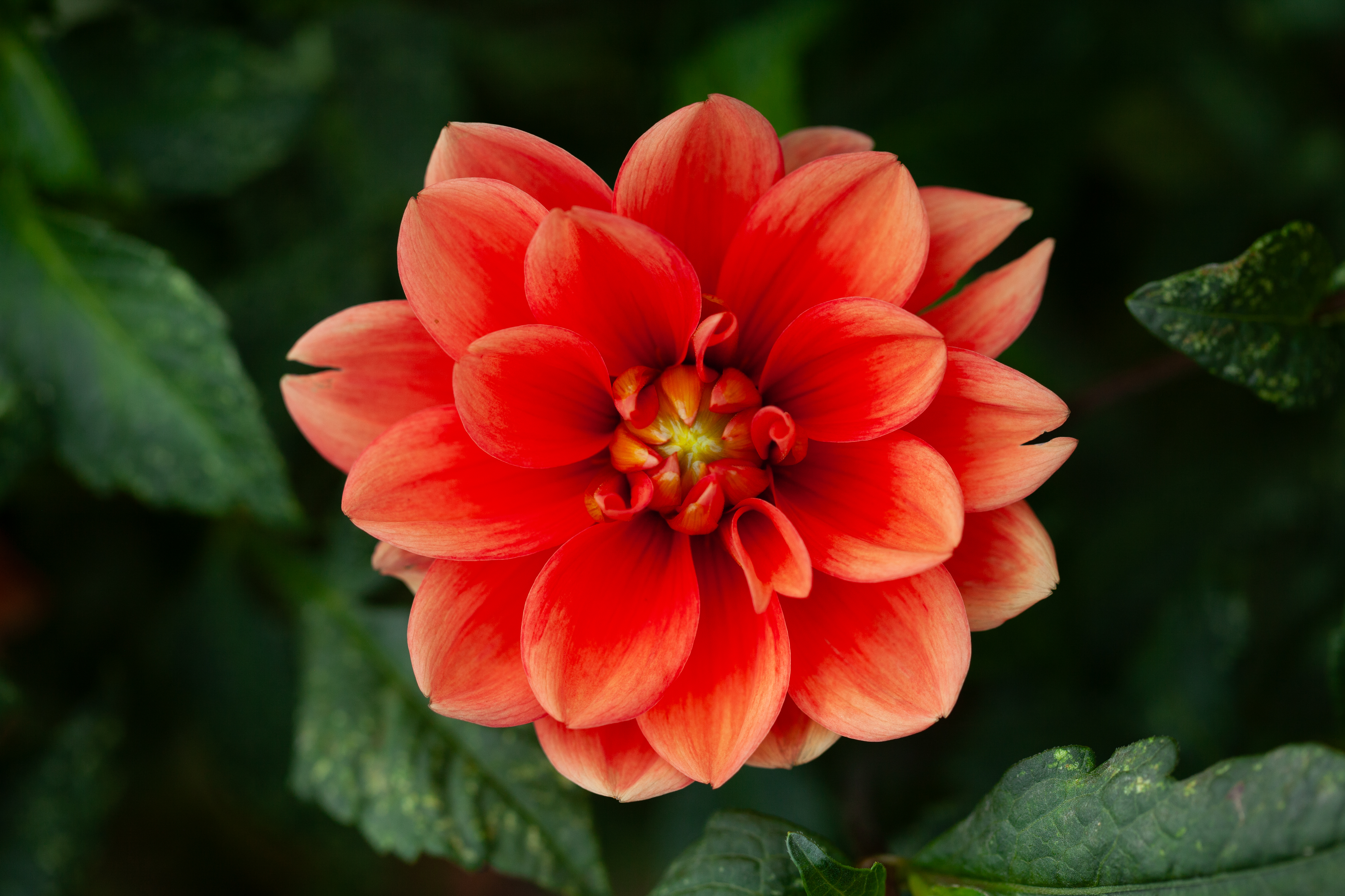 Hot Rod dahlia