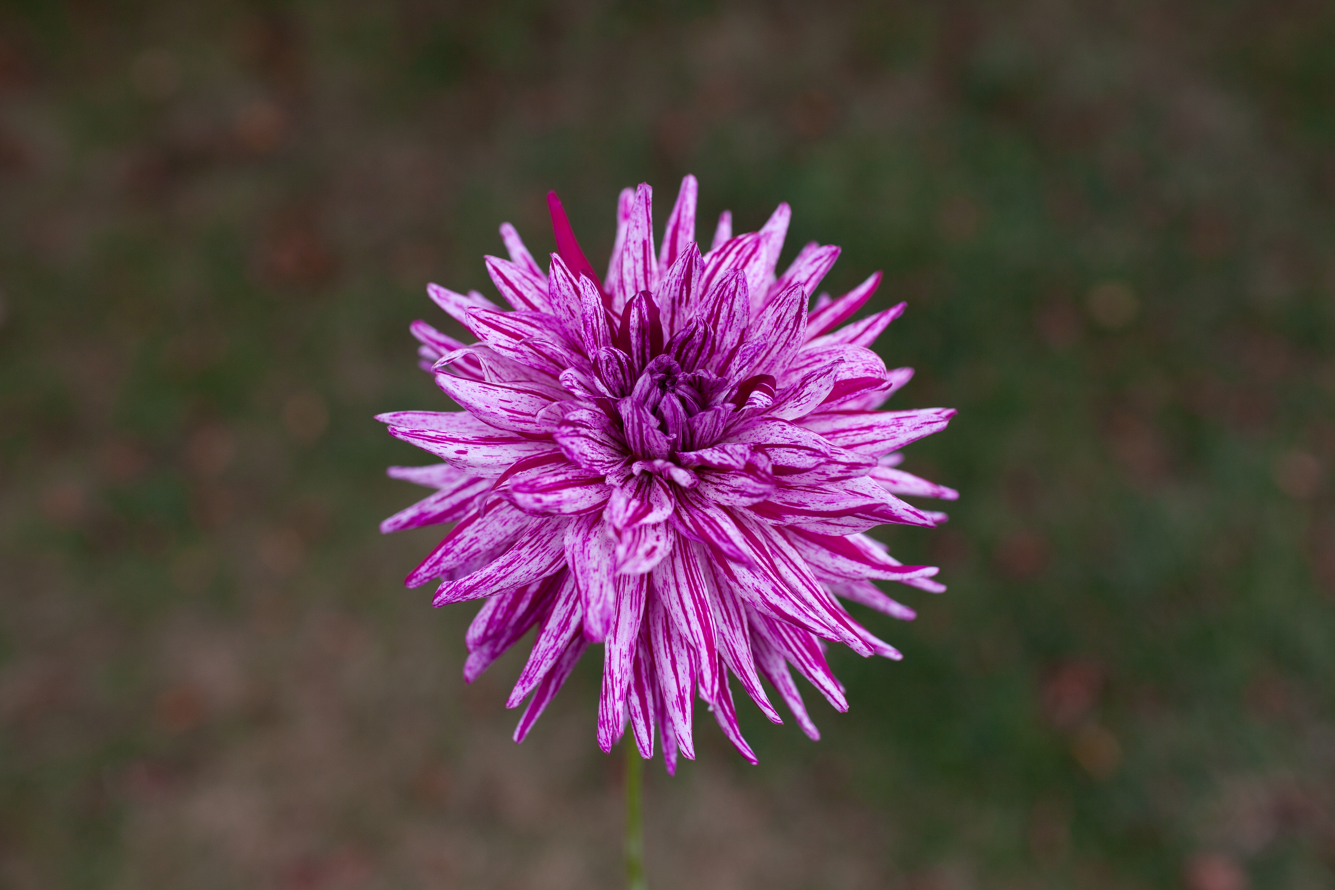 Hy Trio dahlia