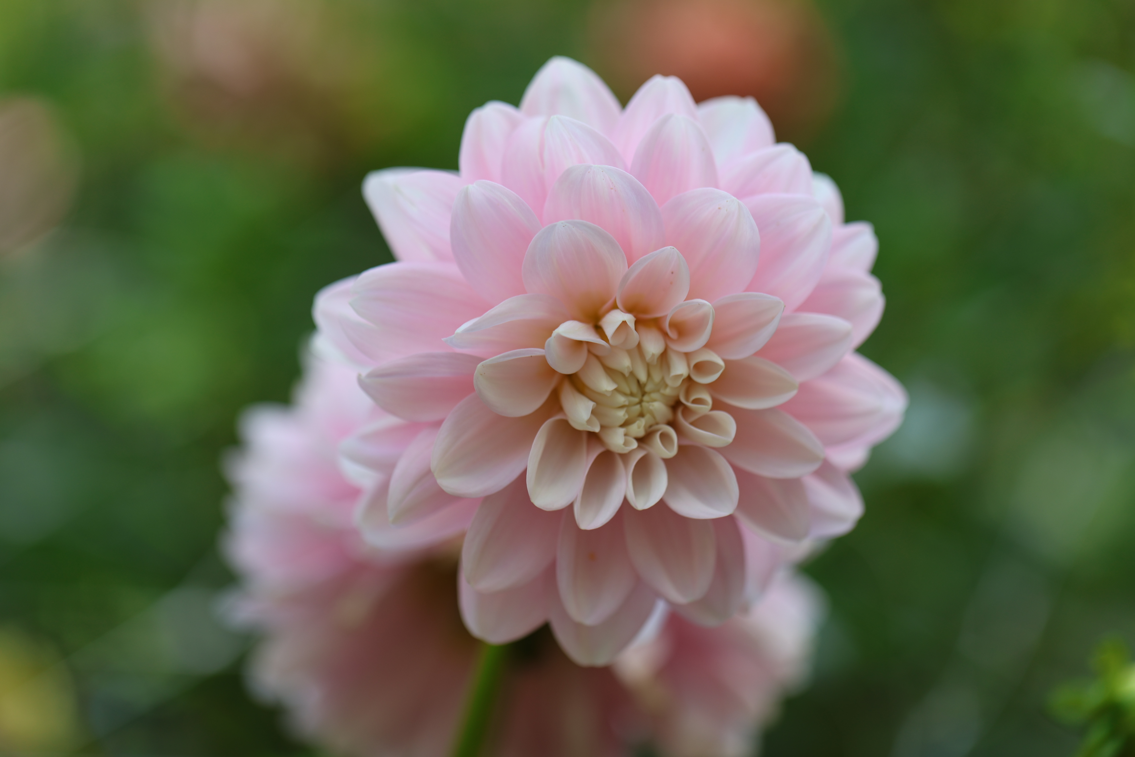 Innocence dahlia