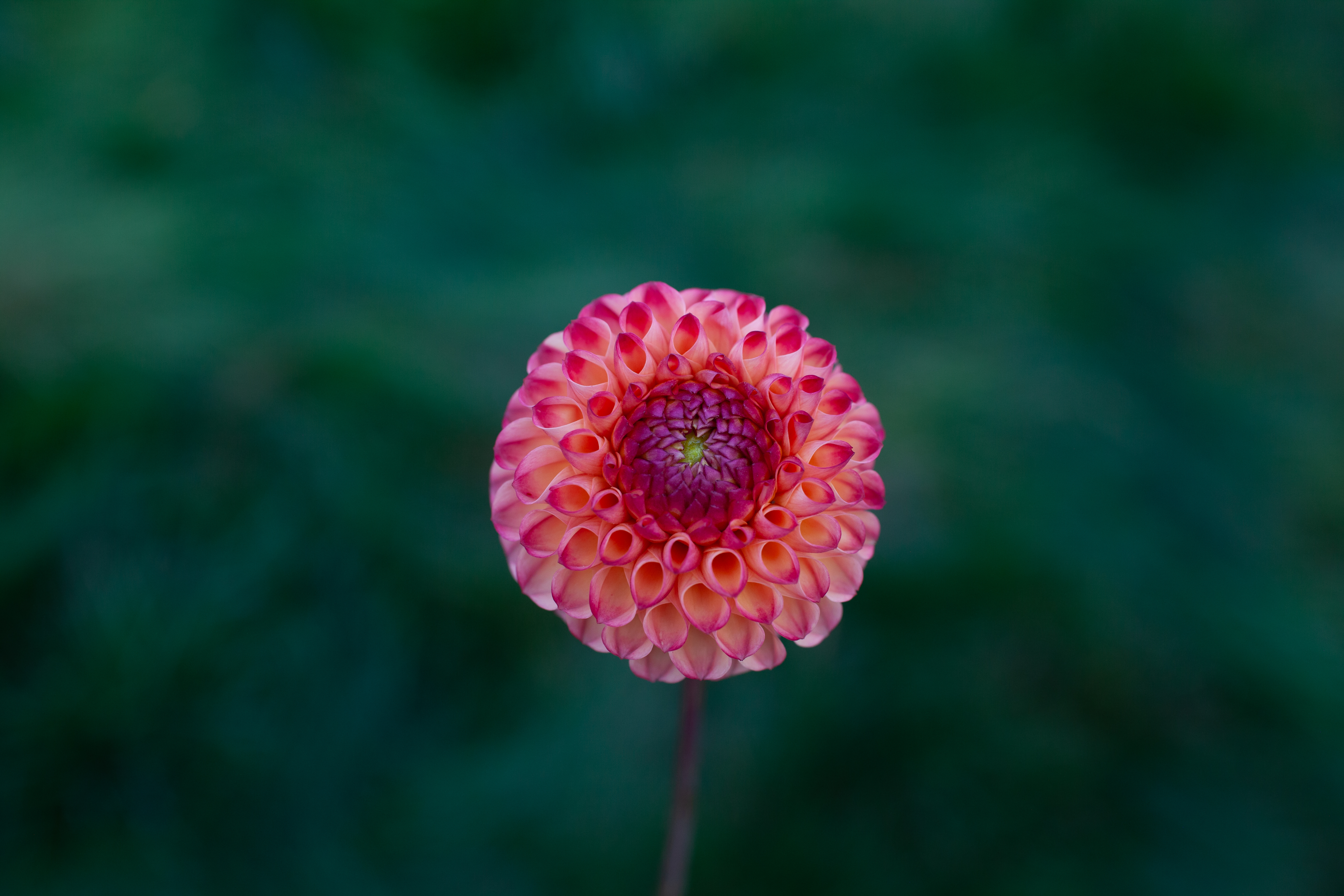 Iler's Paula dahlia