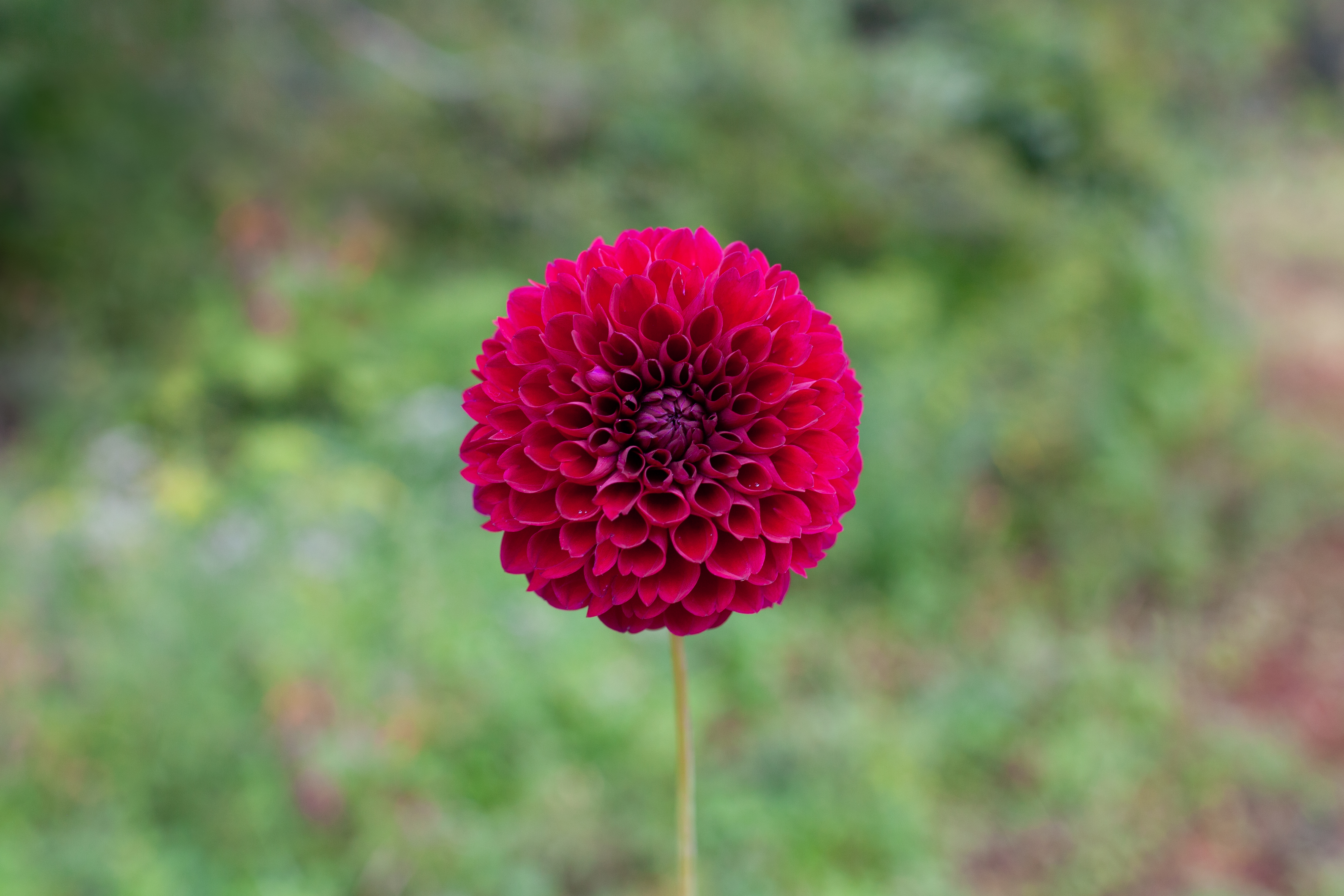 Irish Blackberry dahlia