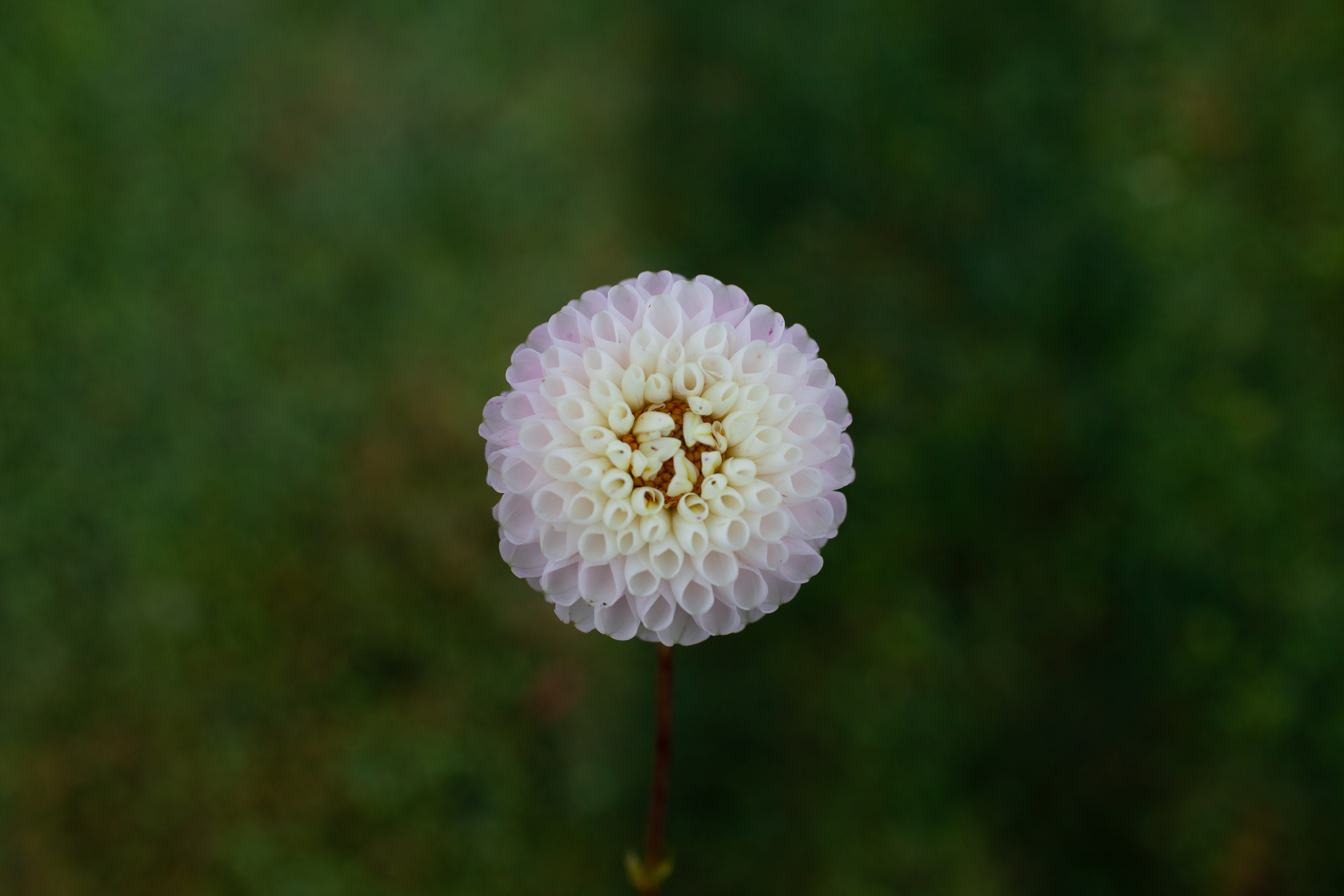 Irish Candy dahlia