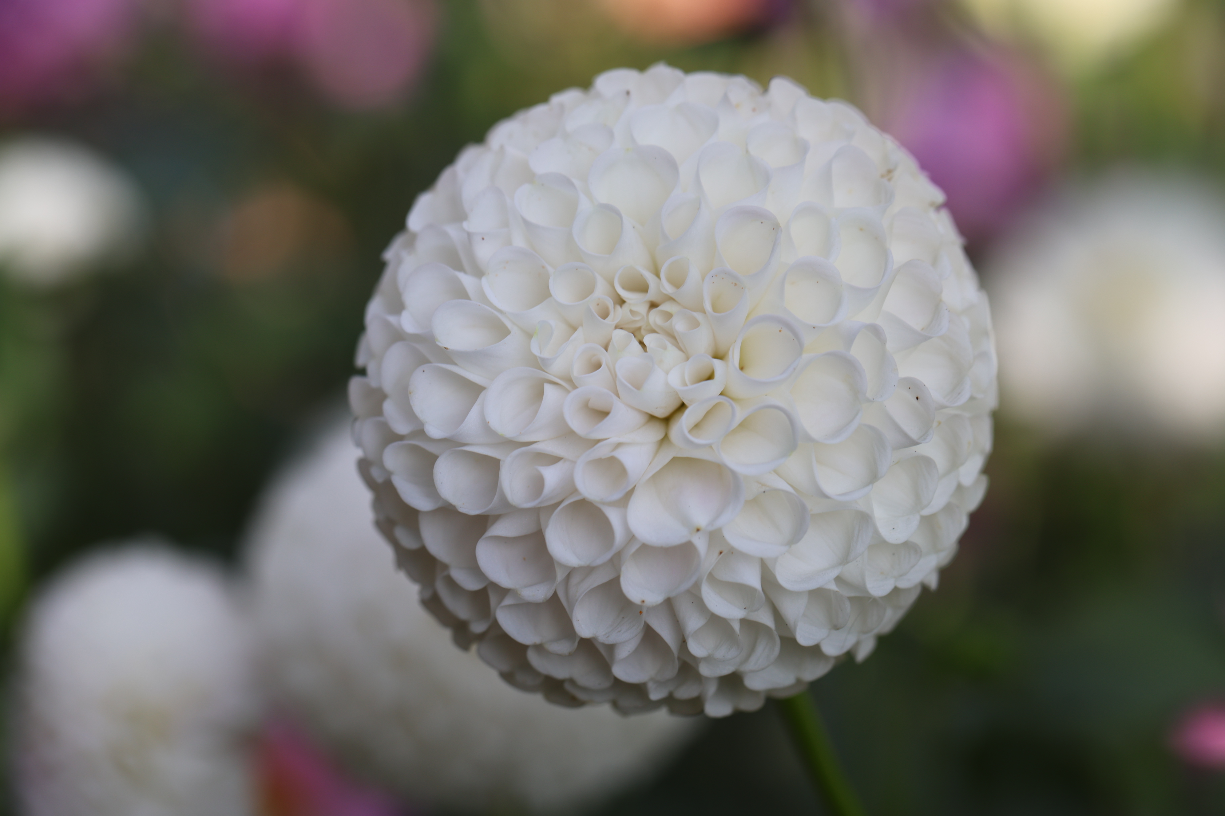 Irish Erin dahlia