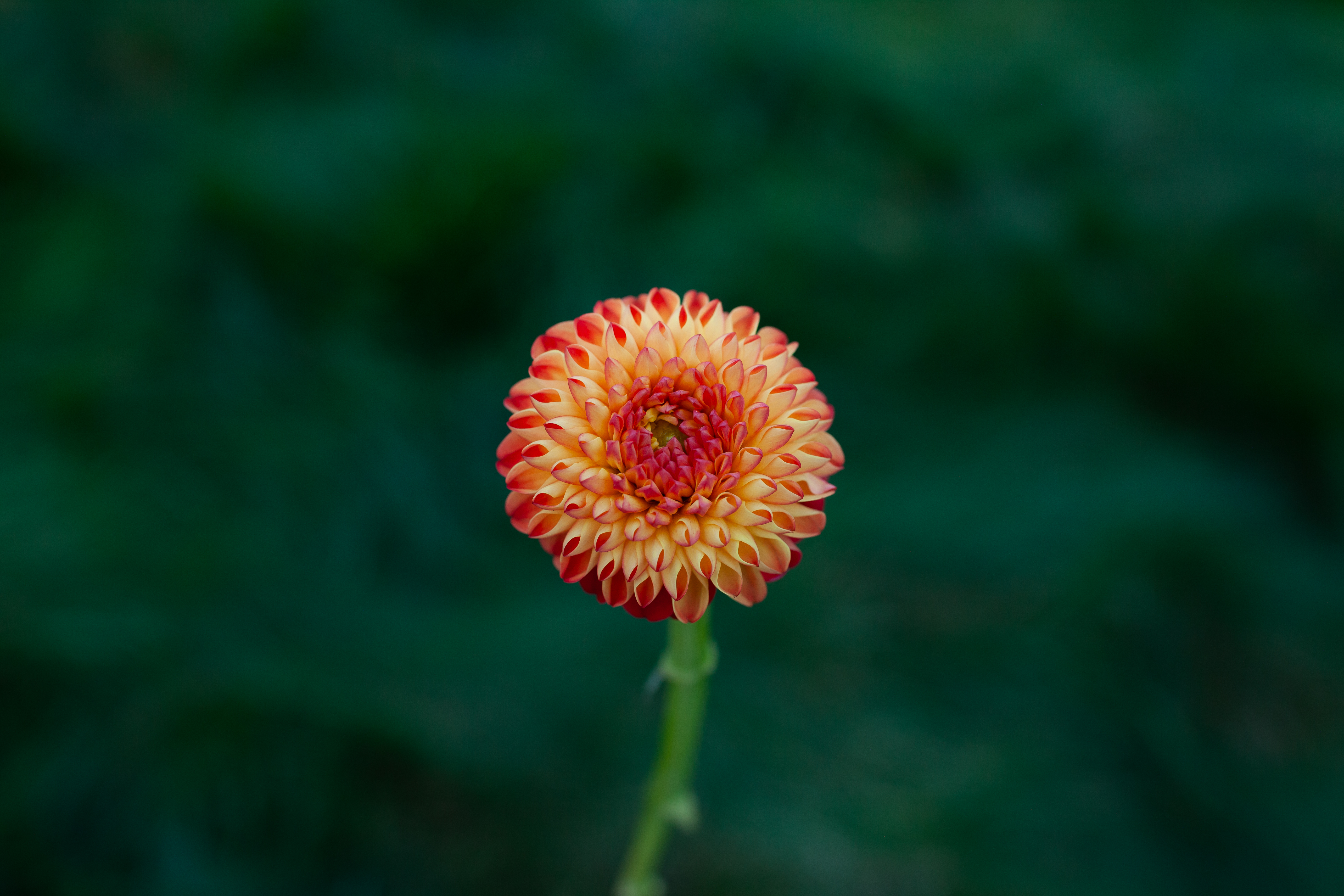 Irish Glow dahlia