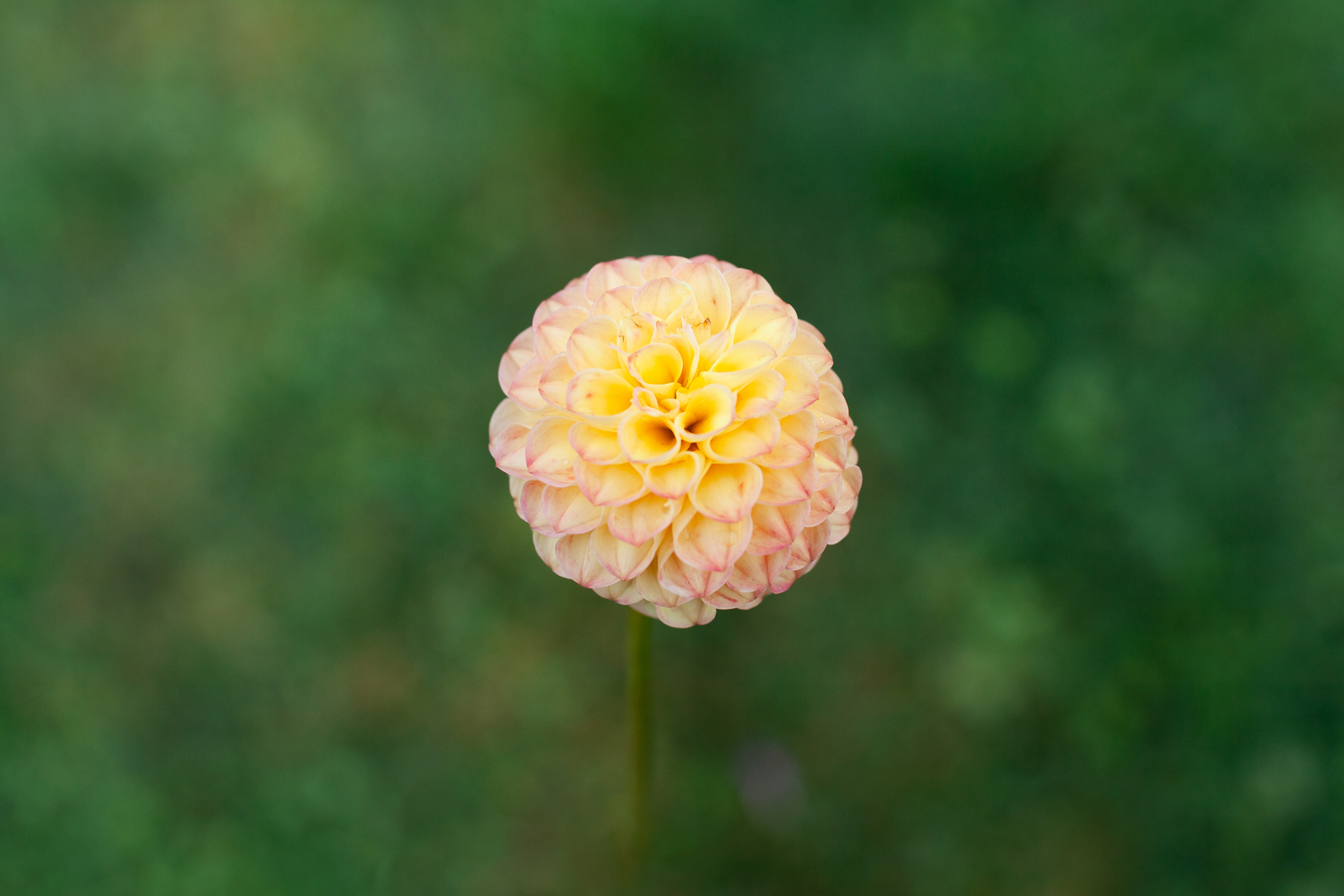 Irish Gnome dahlia
