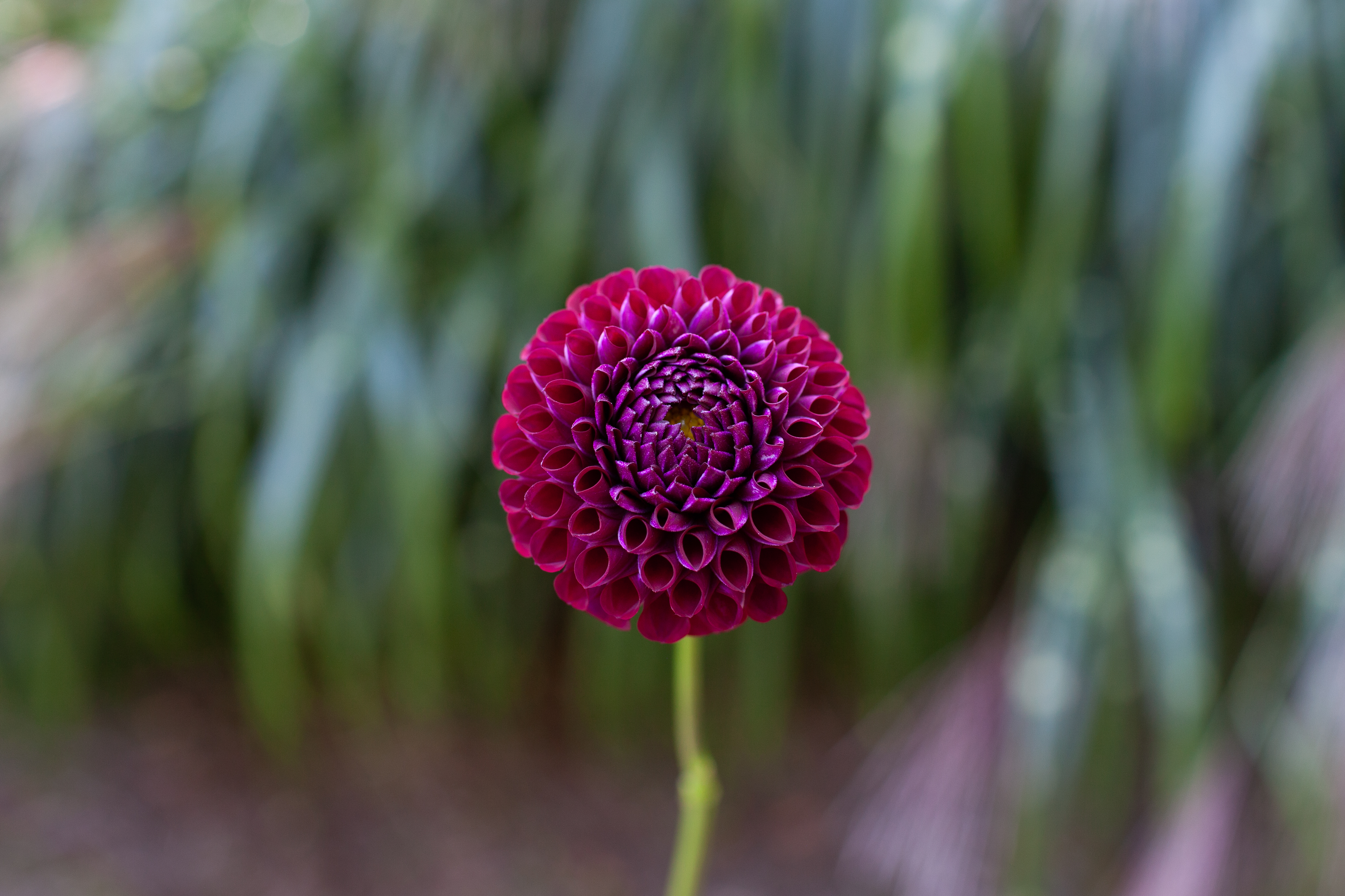 Ivanetti dahlia