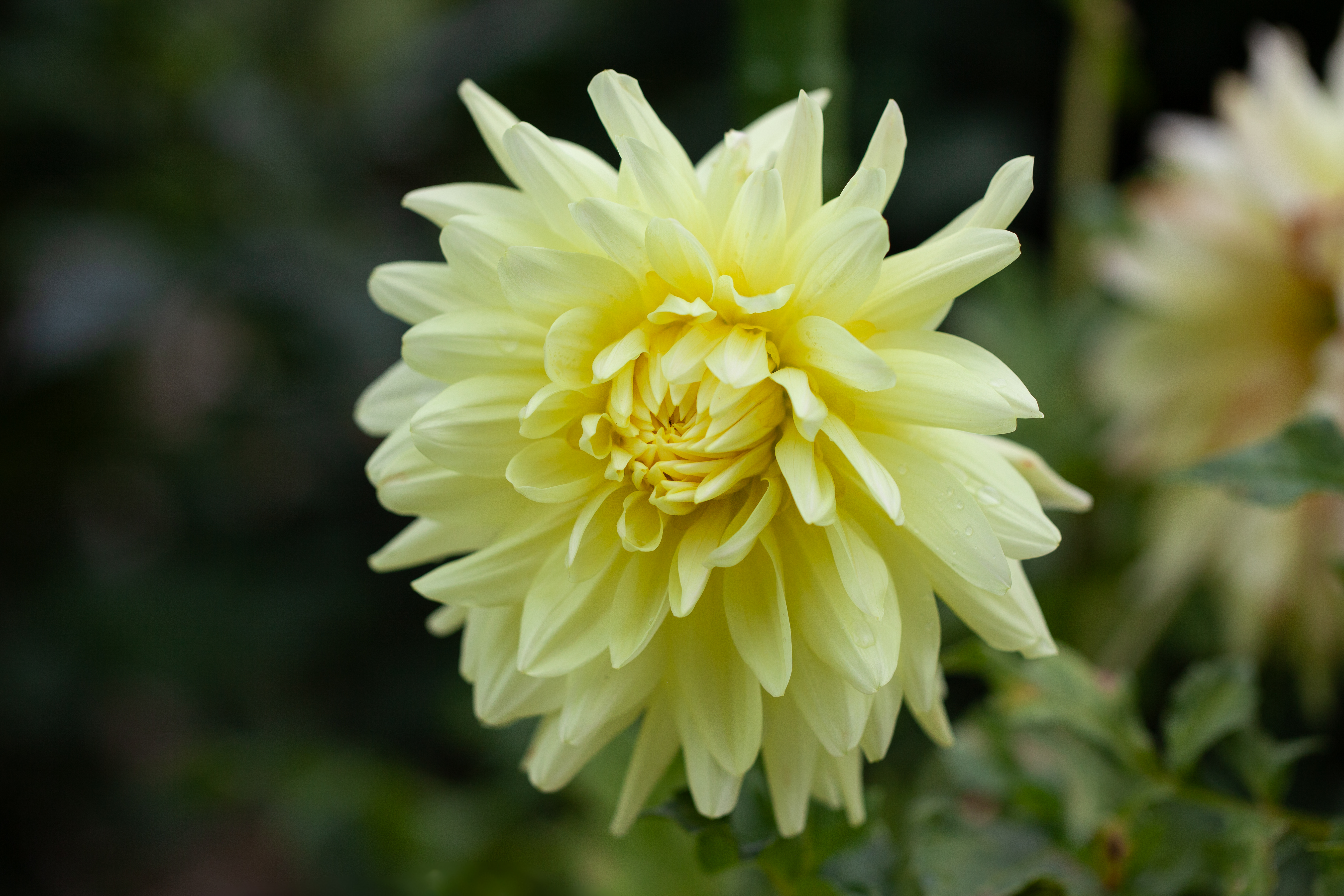 Ivory Palaces dahlia