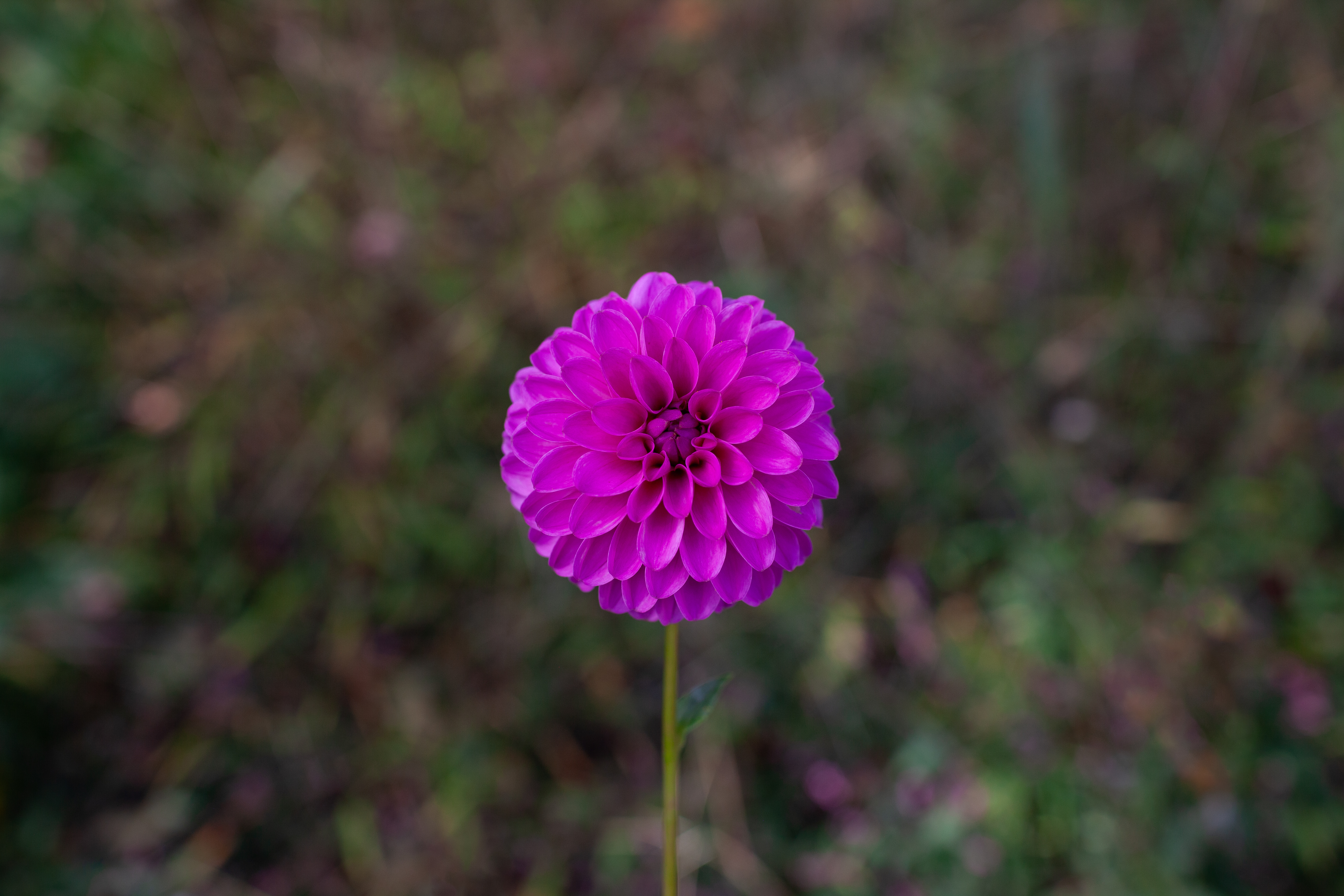 Ivy Rose dahlia