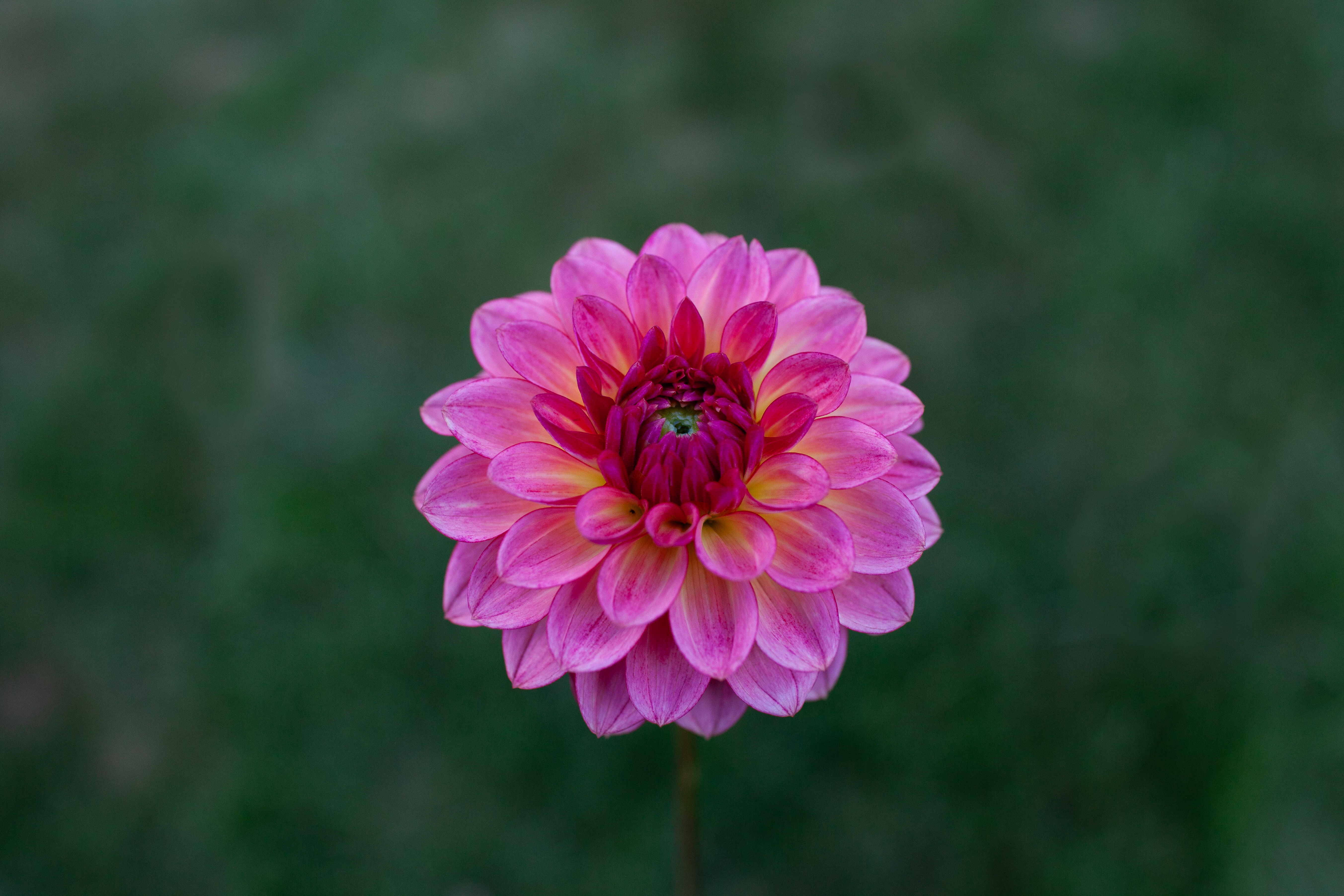 Jabberbox dahlia