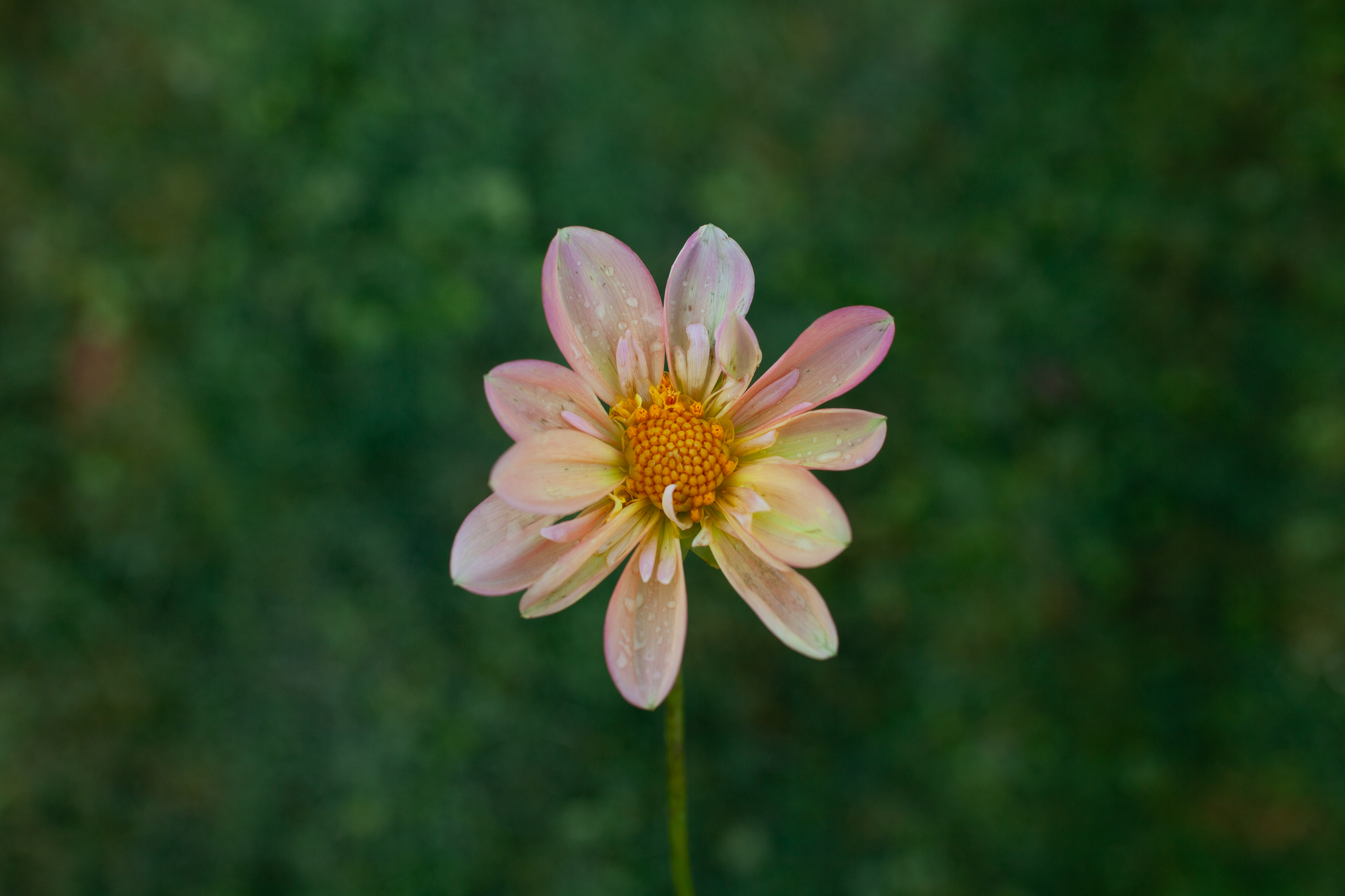 Jacs Butterscotch dahlia