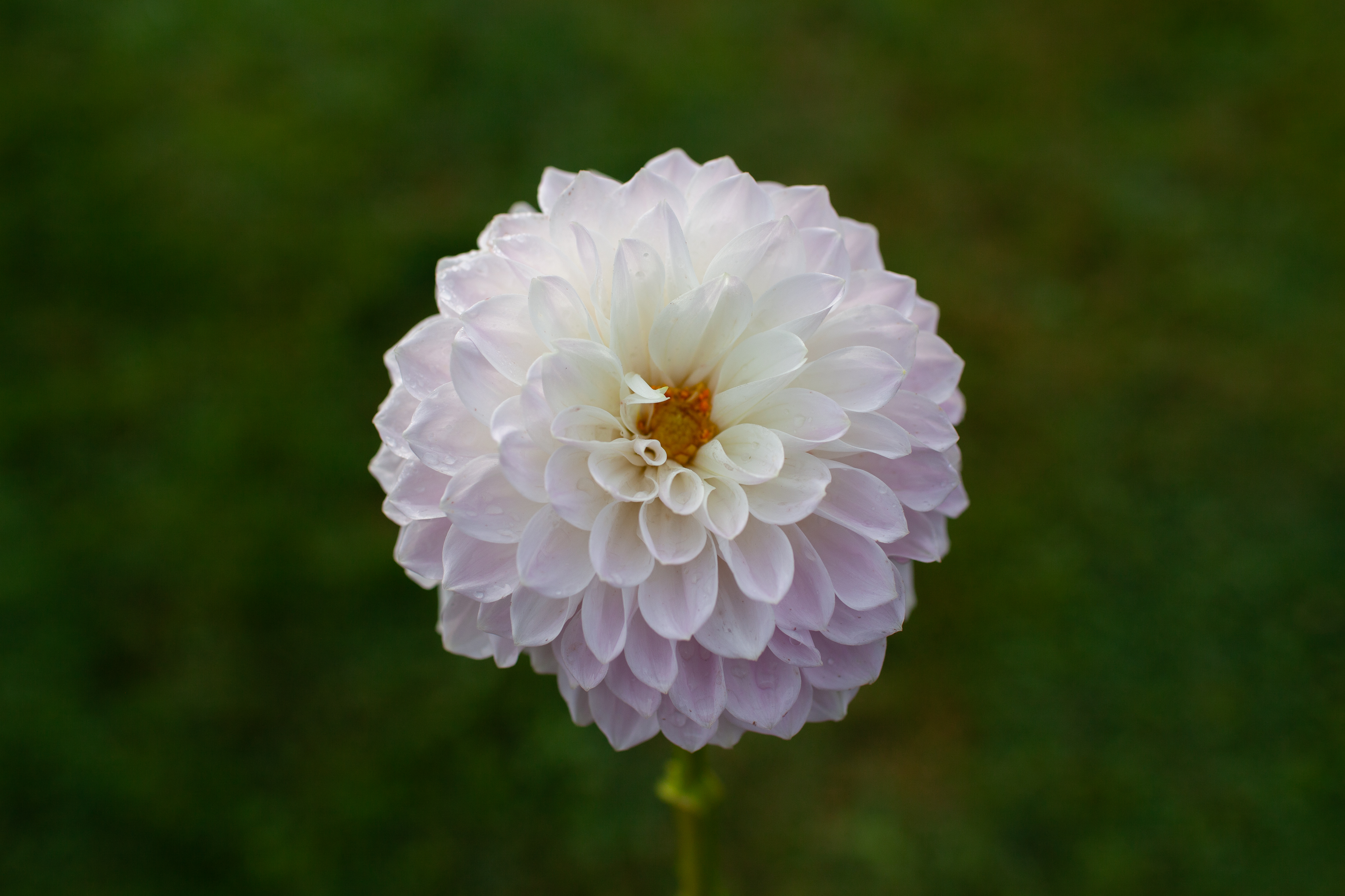 Janick's Symphony dahlia