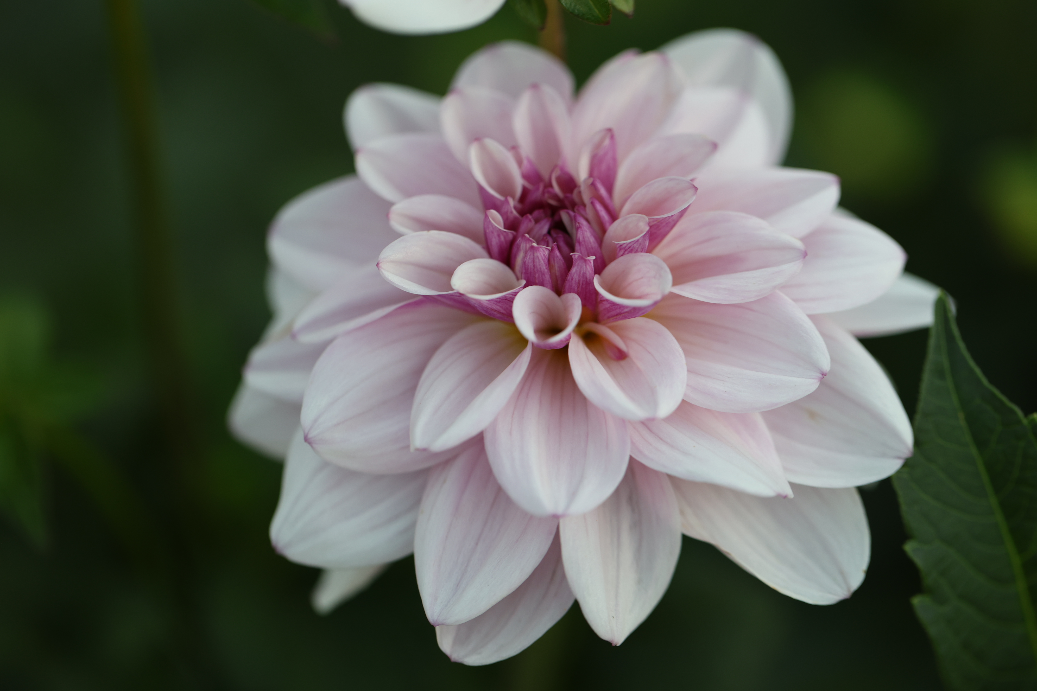 Jasmine Pearl dahlia