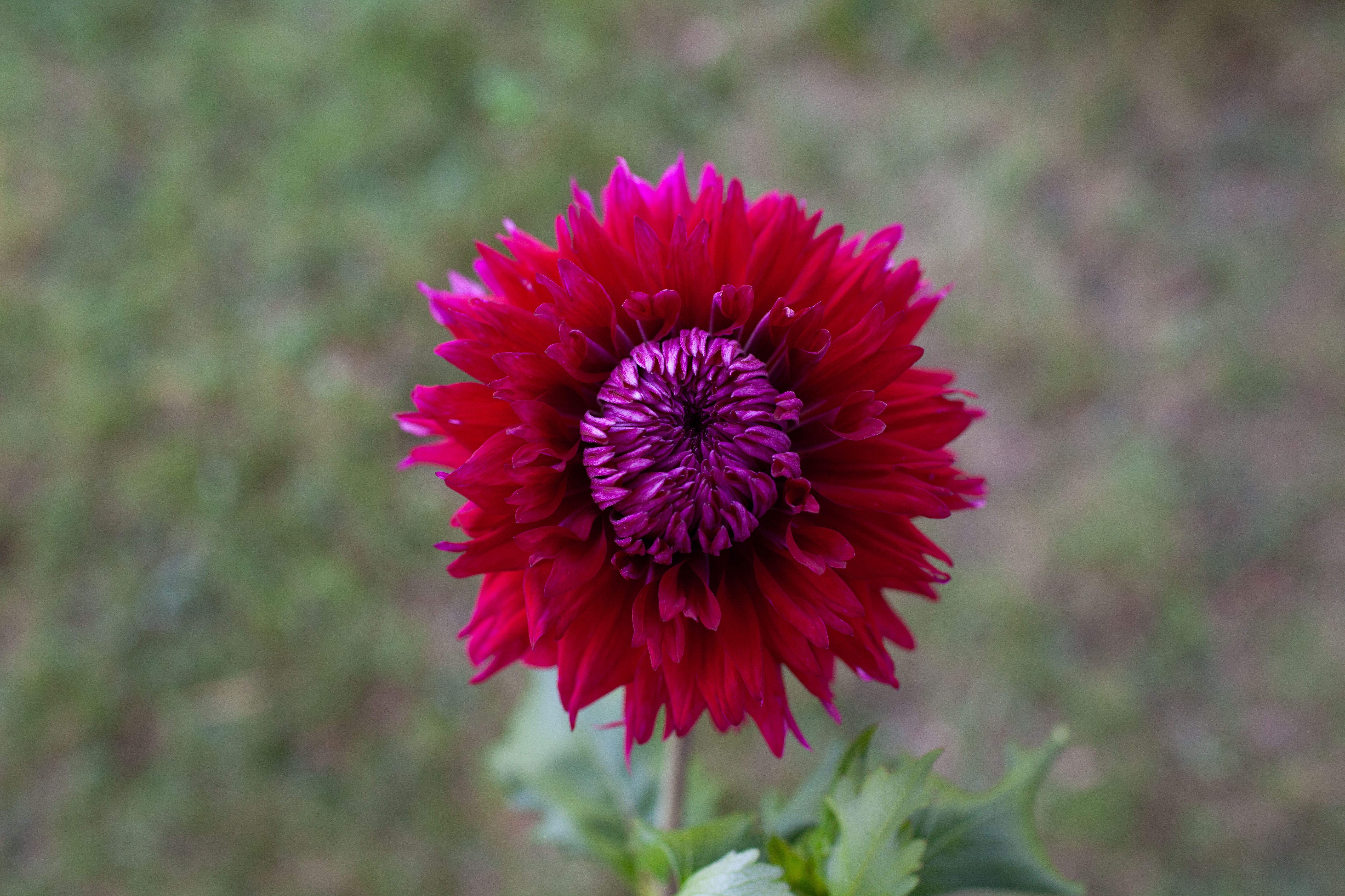 Jax dahlia