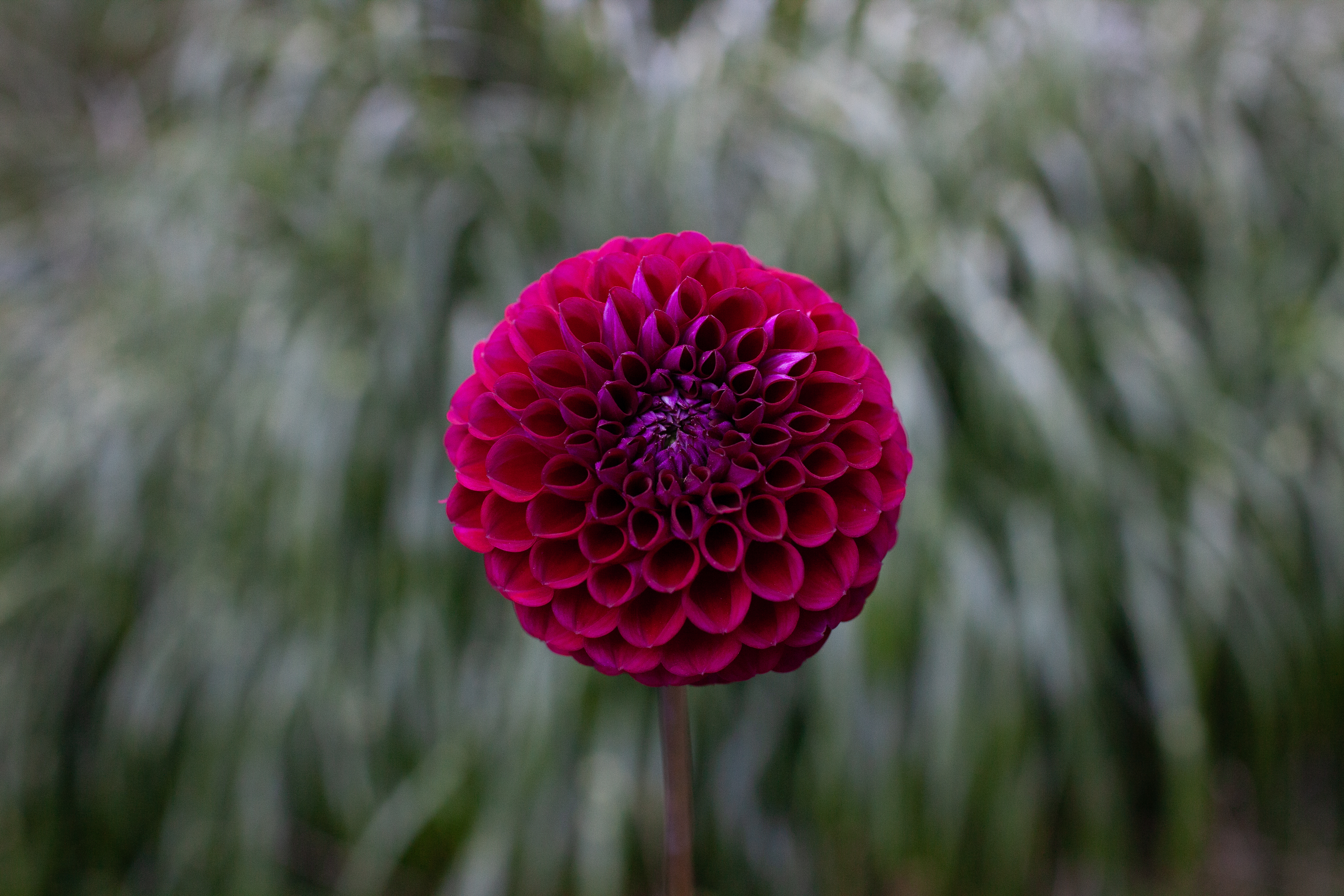 Jessie G dahlia