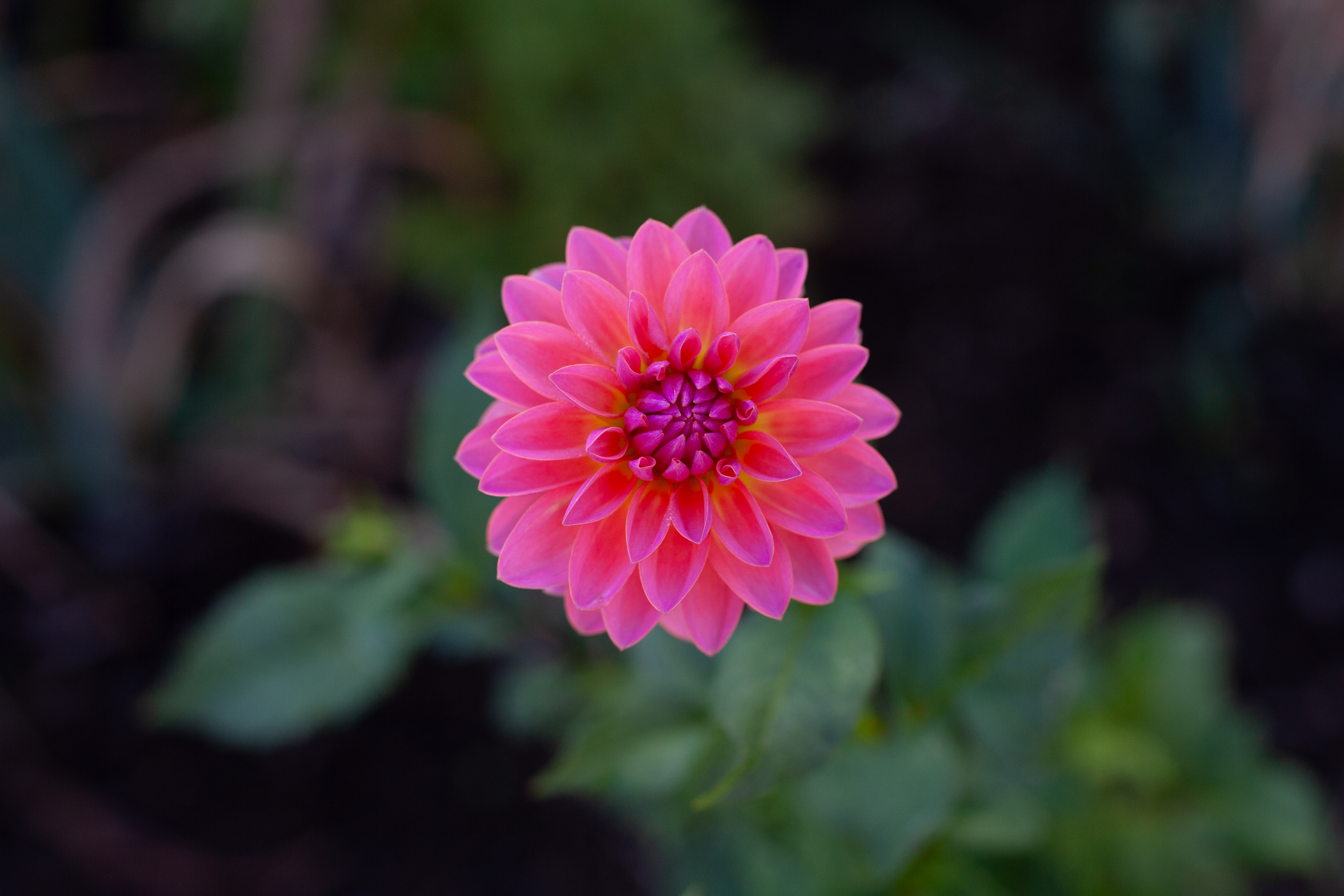 Jitterbug dahlia