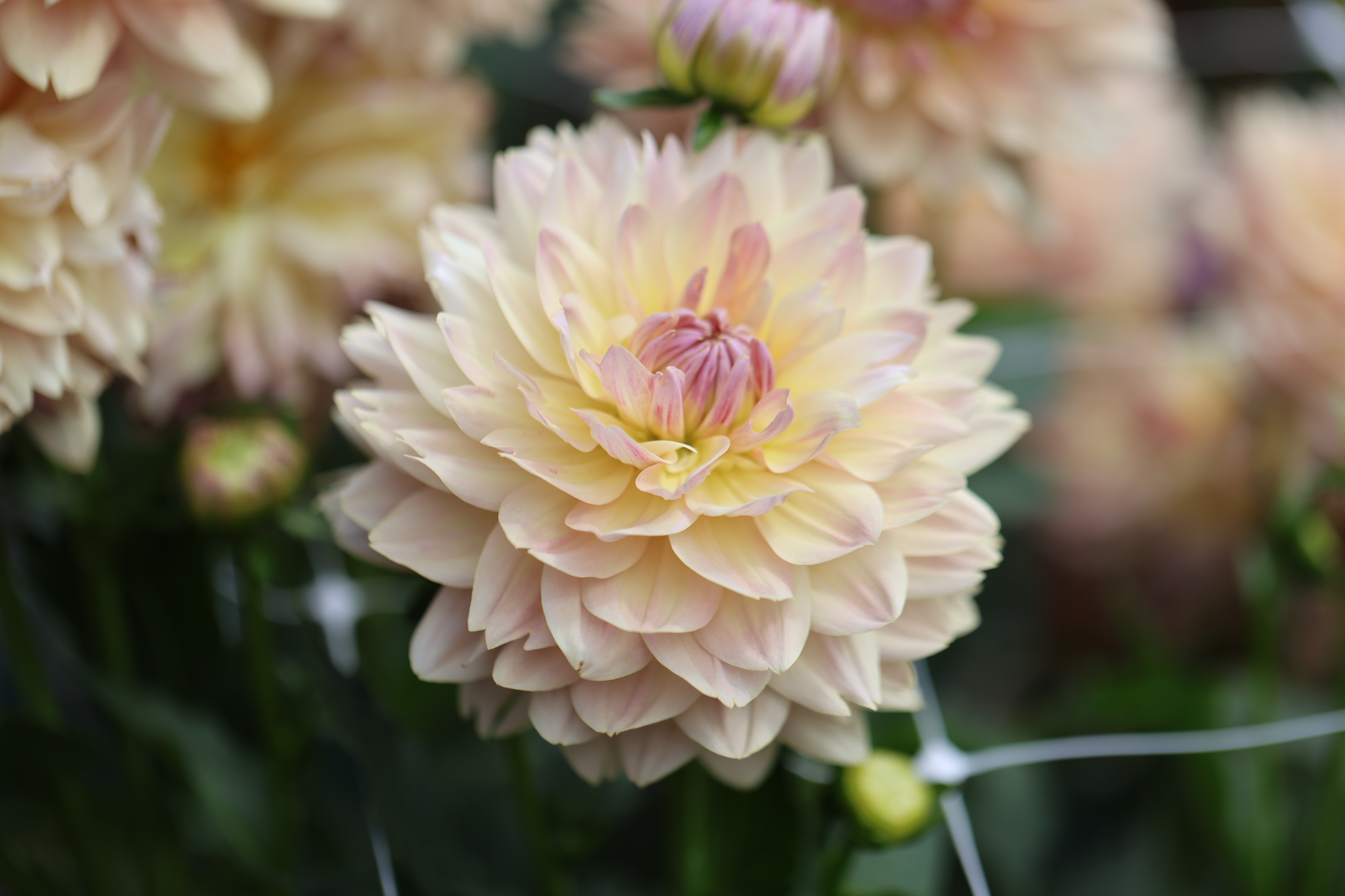 Joel's Favourite dahlia