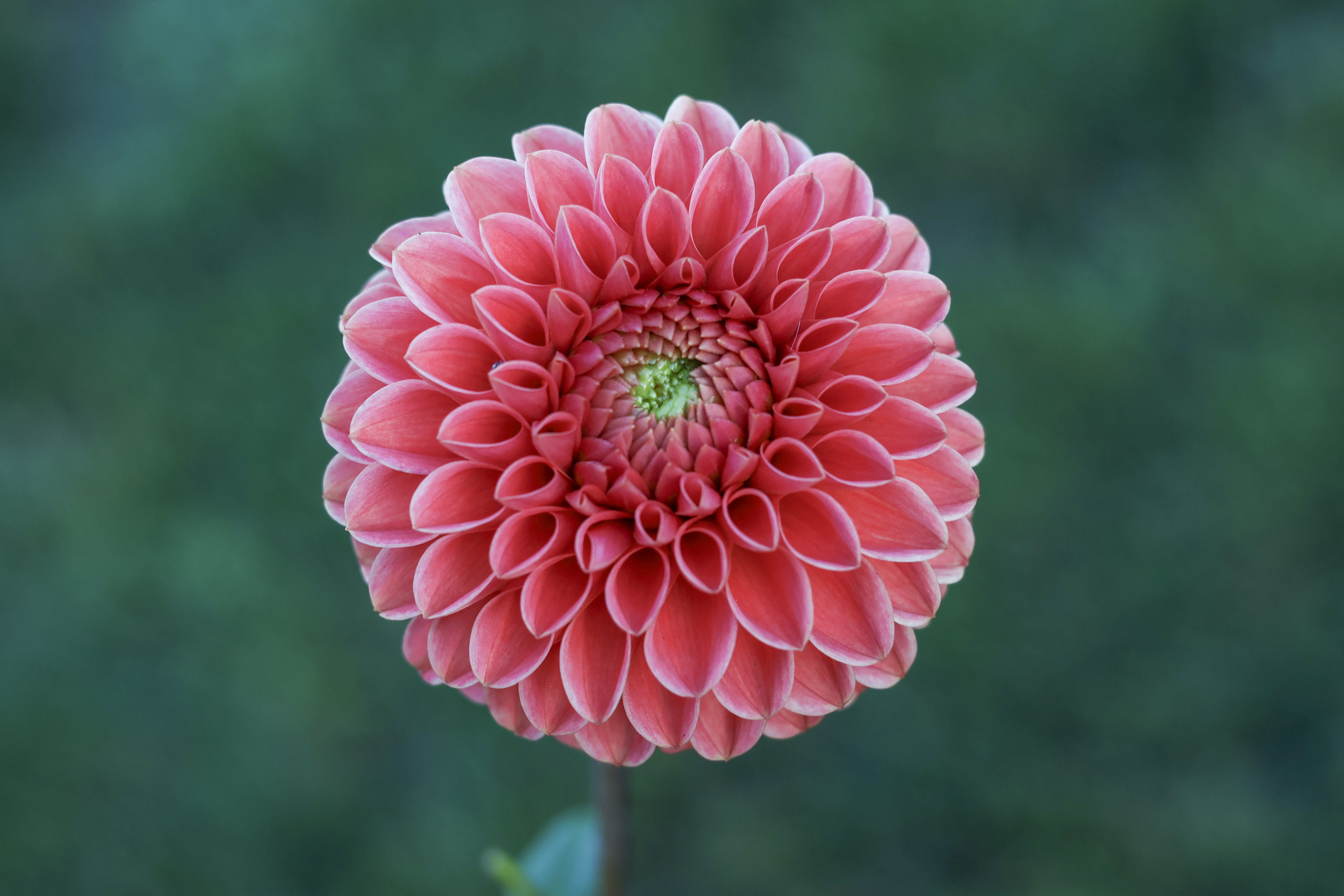 Jomanda dahlia