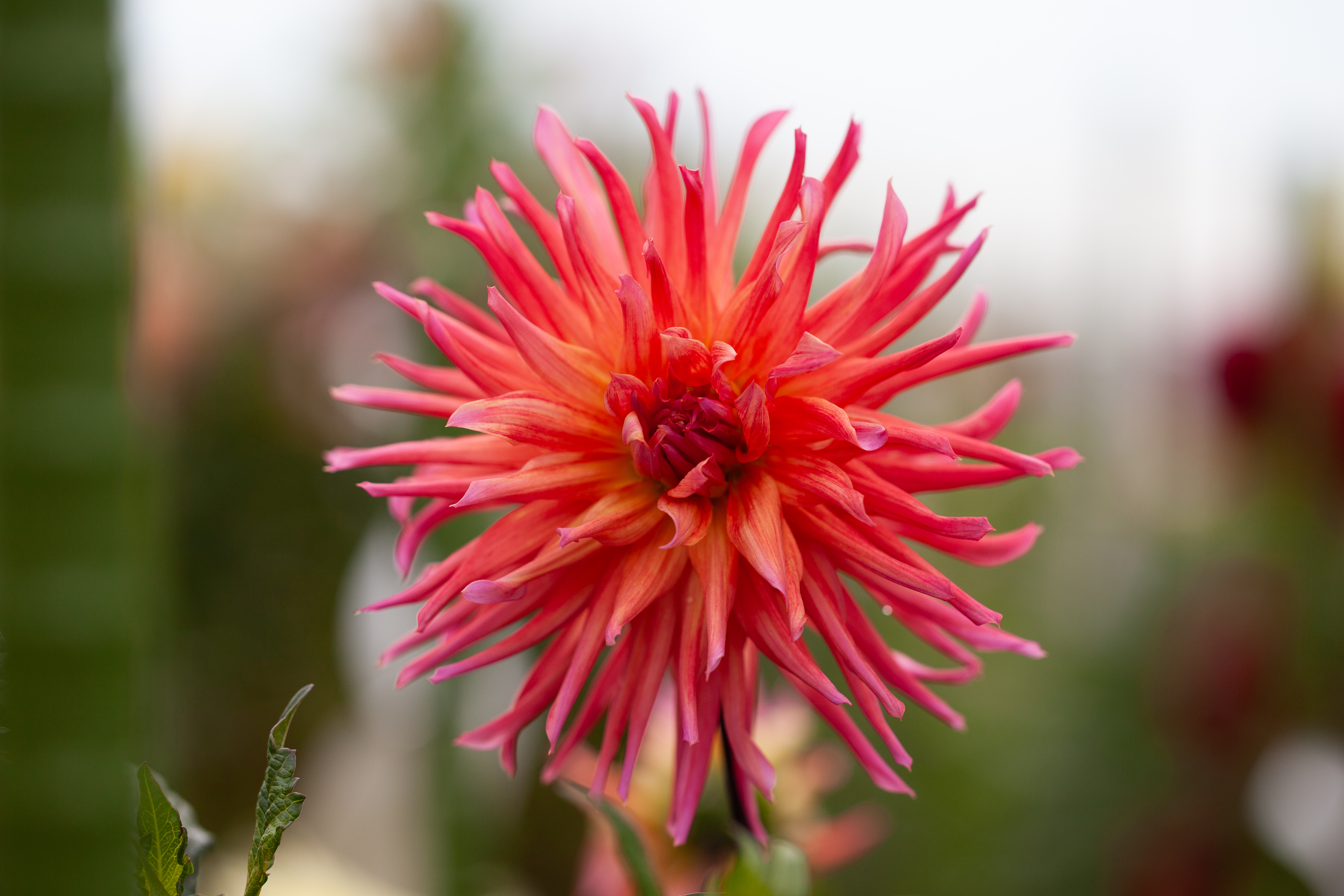 Josudi Mercury dahlia