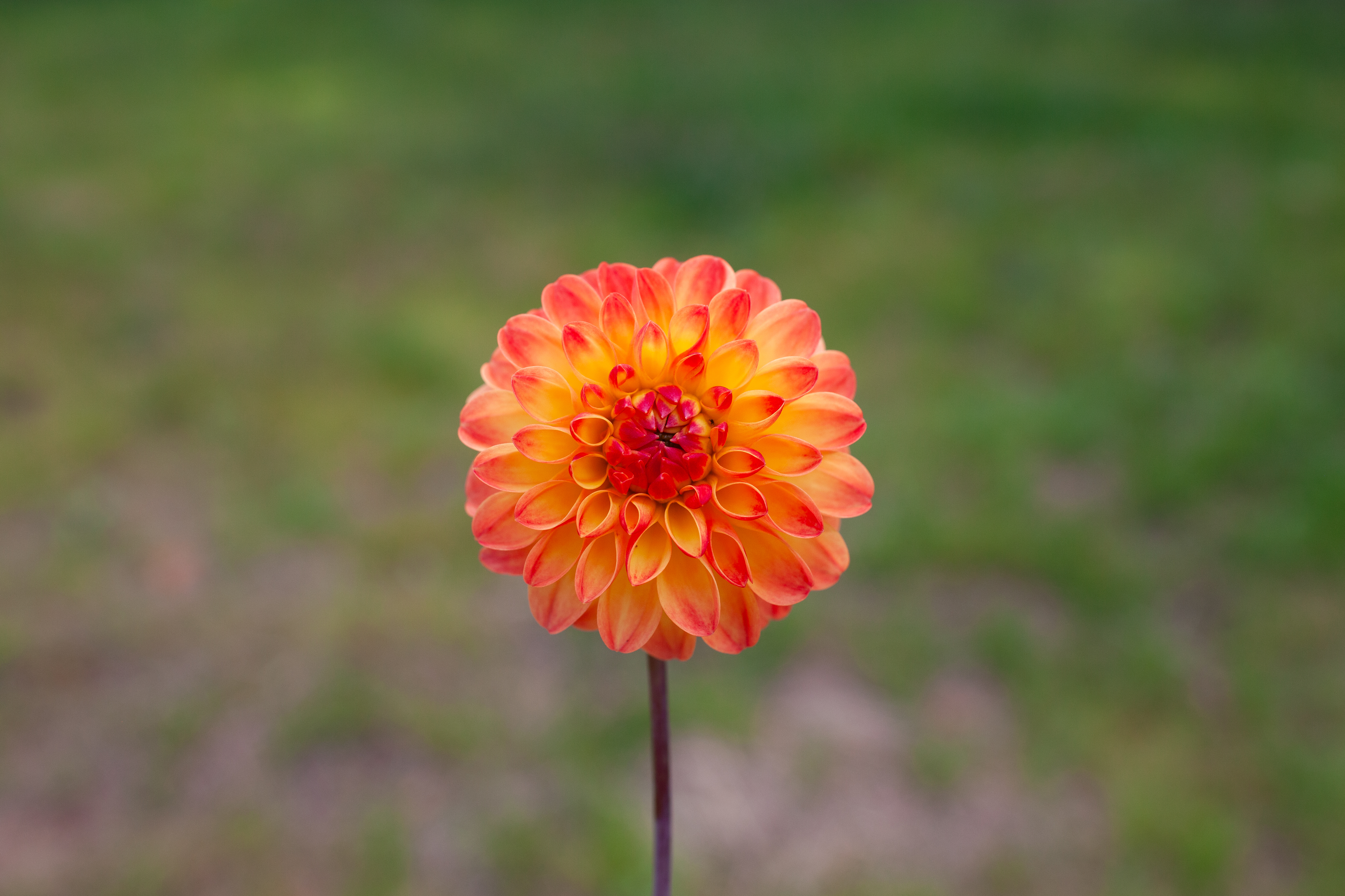Jowey Chantal dahlia